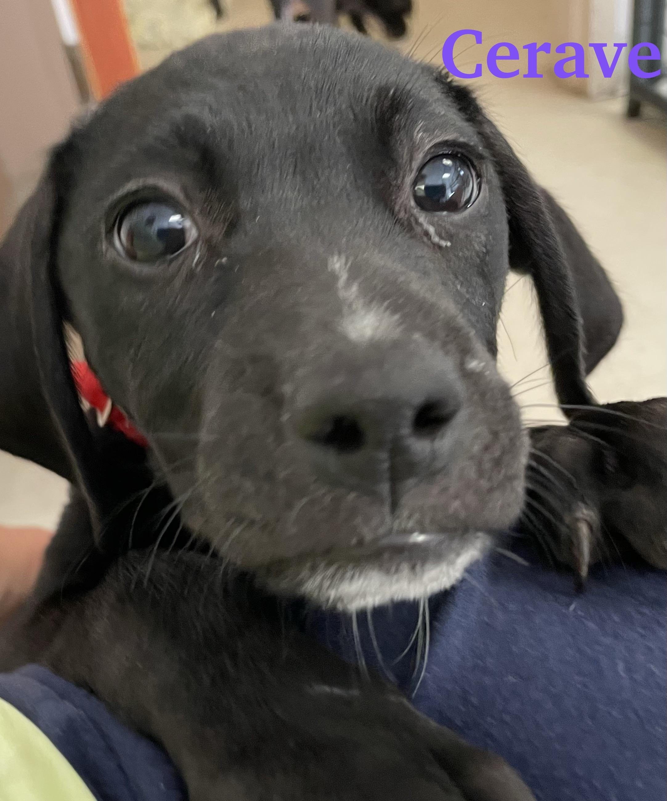 Enlarge Cerave, a ADOPTABLE mixed breed in Monson, MA image 2/3