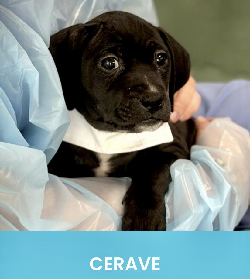 Enlarge Cerave, a ADOPTABLE mixed breed in Monson, MA image 3/3