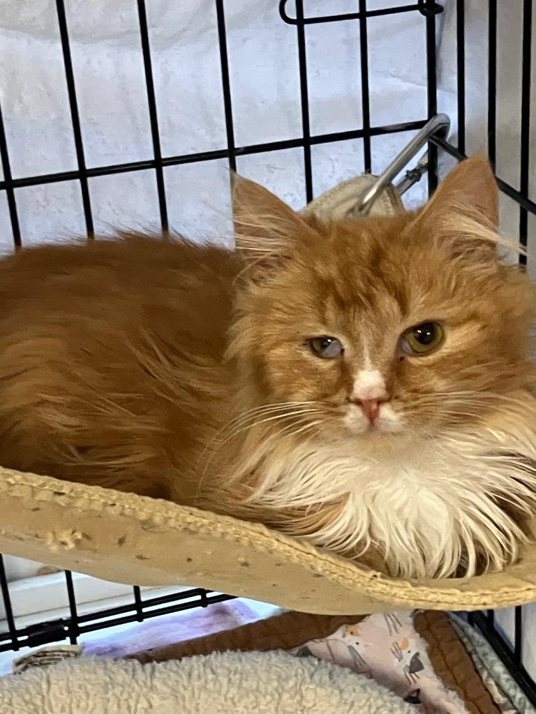 Benjamin Button, Adoptable, Young Male Domestic Long Hair.