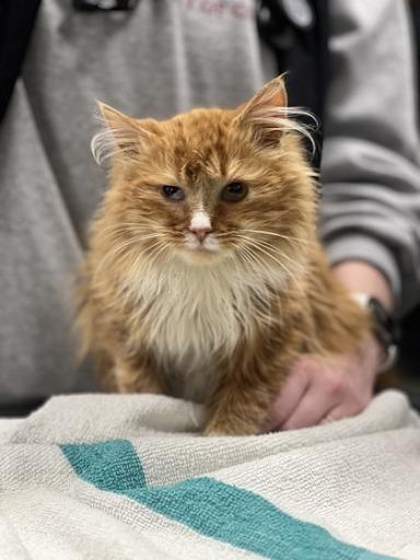 Enlarge Benjamin Button, a Adoptable mixed breed in Lunenburg, MA image 3/3