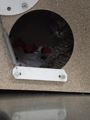 Cortado - WORKING CAT, Adoptable, Young Male Domestic Short Hair & Domestic Short Hair.