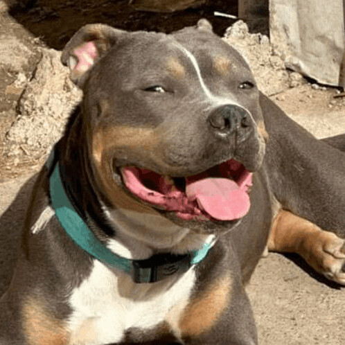 Tiki, Adopted, Adult Female American Staffordshire Terrier.