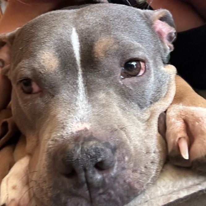 Enlarge Tiki, a Adopted American Staffordshire Terrier in Houston, TX image 2/4