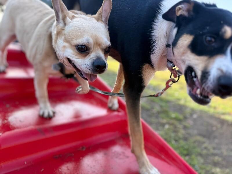 Pikachu Spark — thumbnail 4