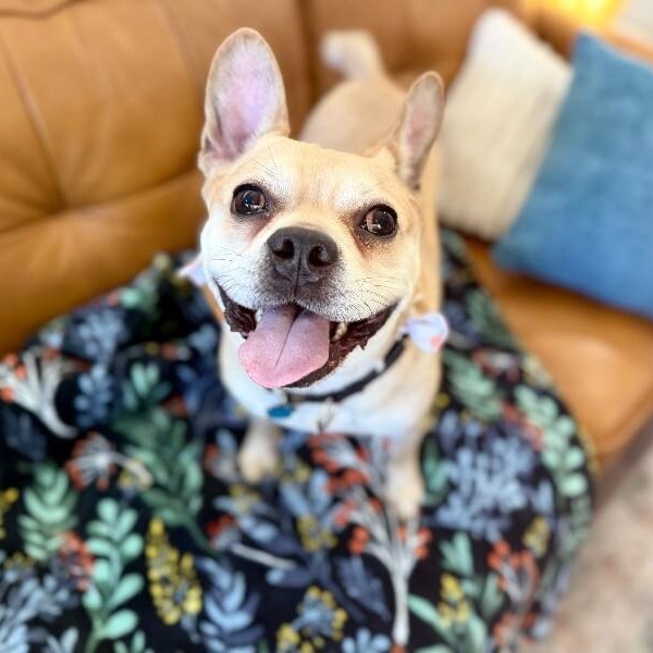 Pikachu Spark — thumbnail 5