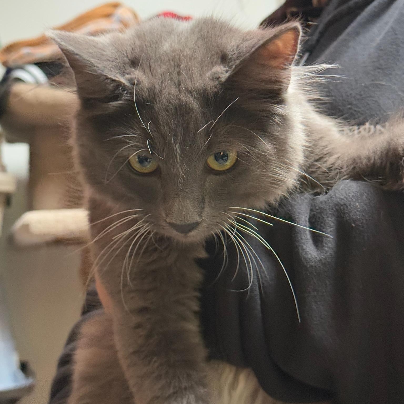 Enlarge Finney, an adopted Domestic Medium Hair in Kent, WA image 2/4