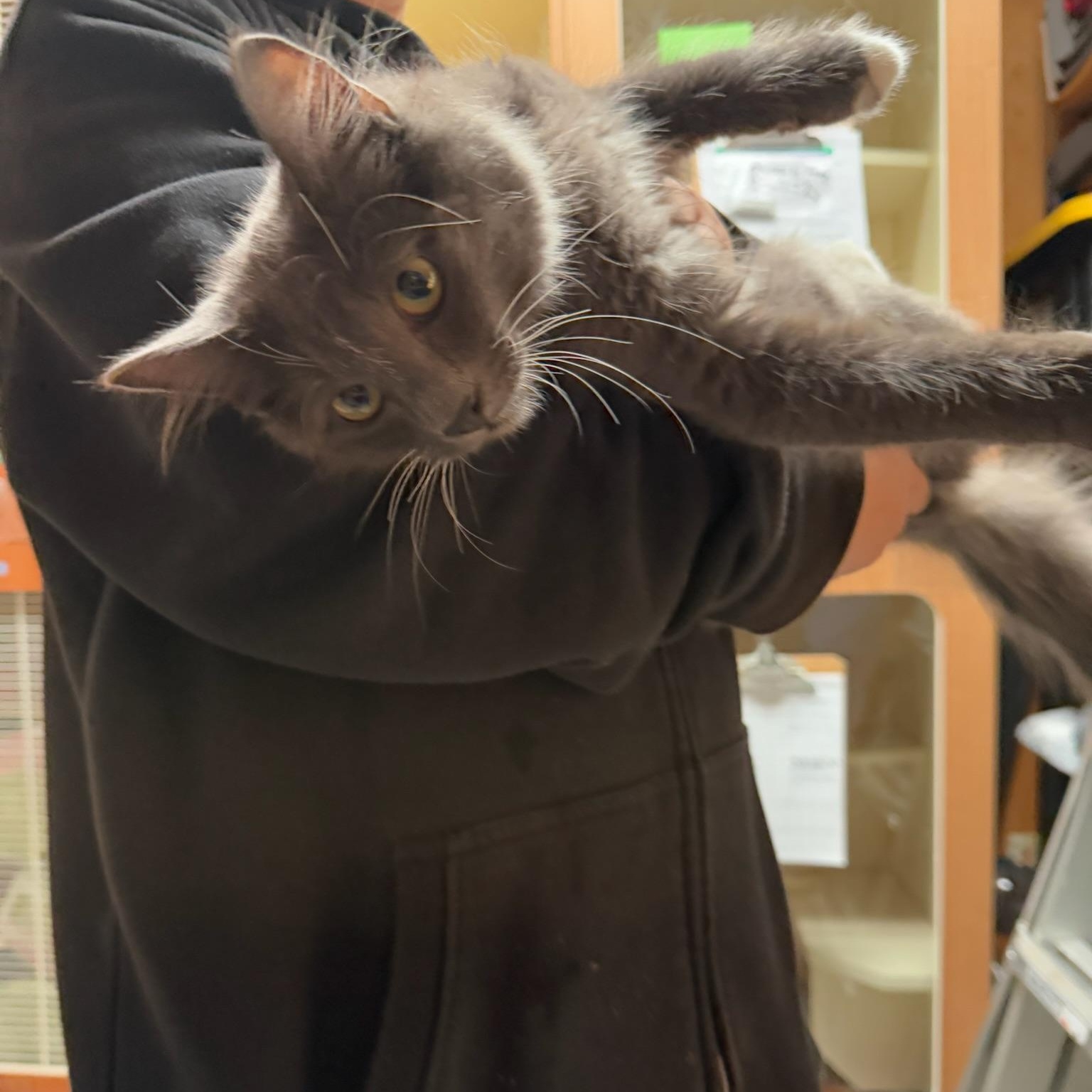 Enlarge Finney, an adopted Domestic Medium Hair in Kent, WA image 4/4