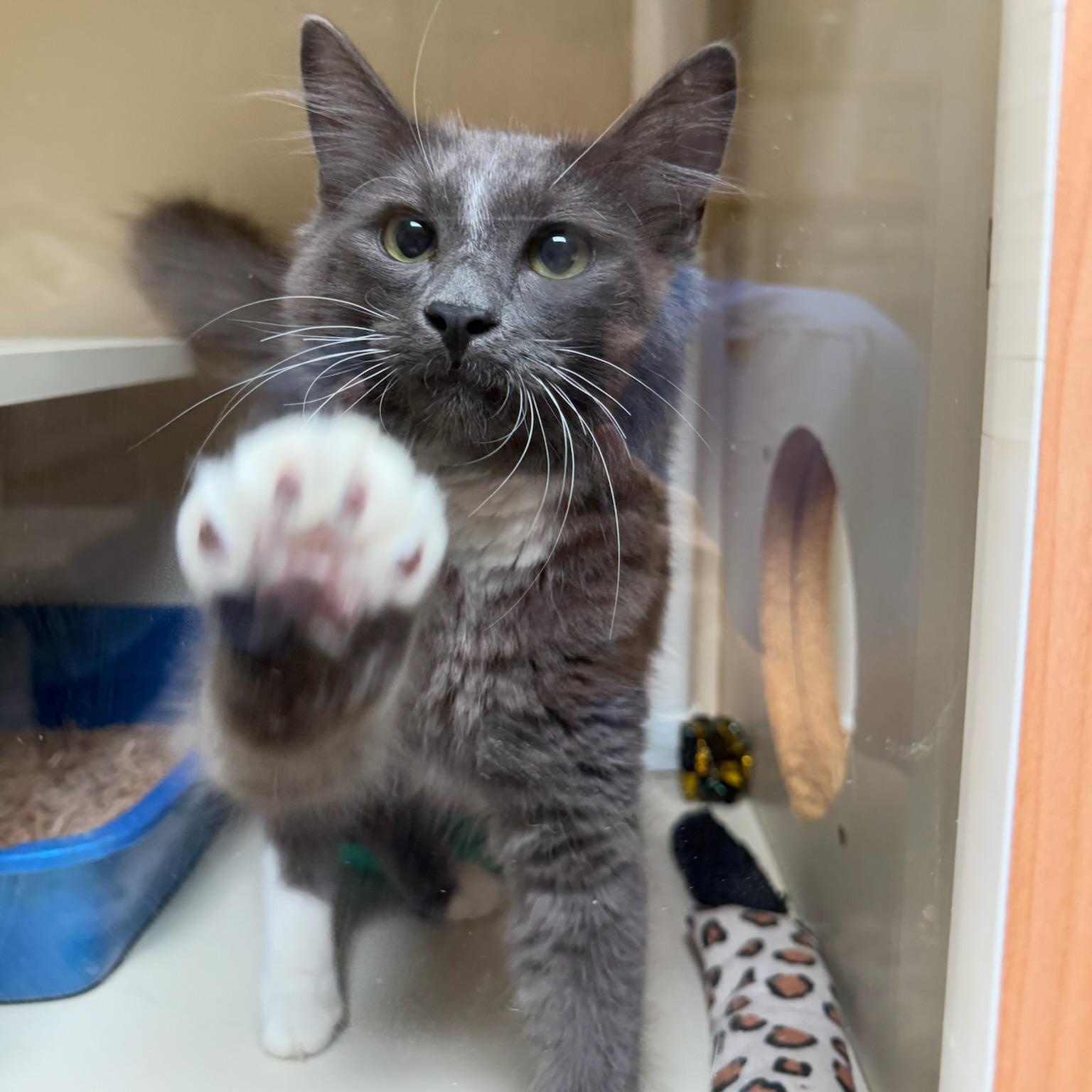 Finney, adopted, Kitten Male Domestic Medium Hair.