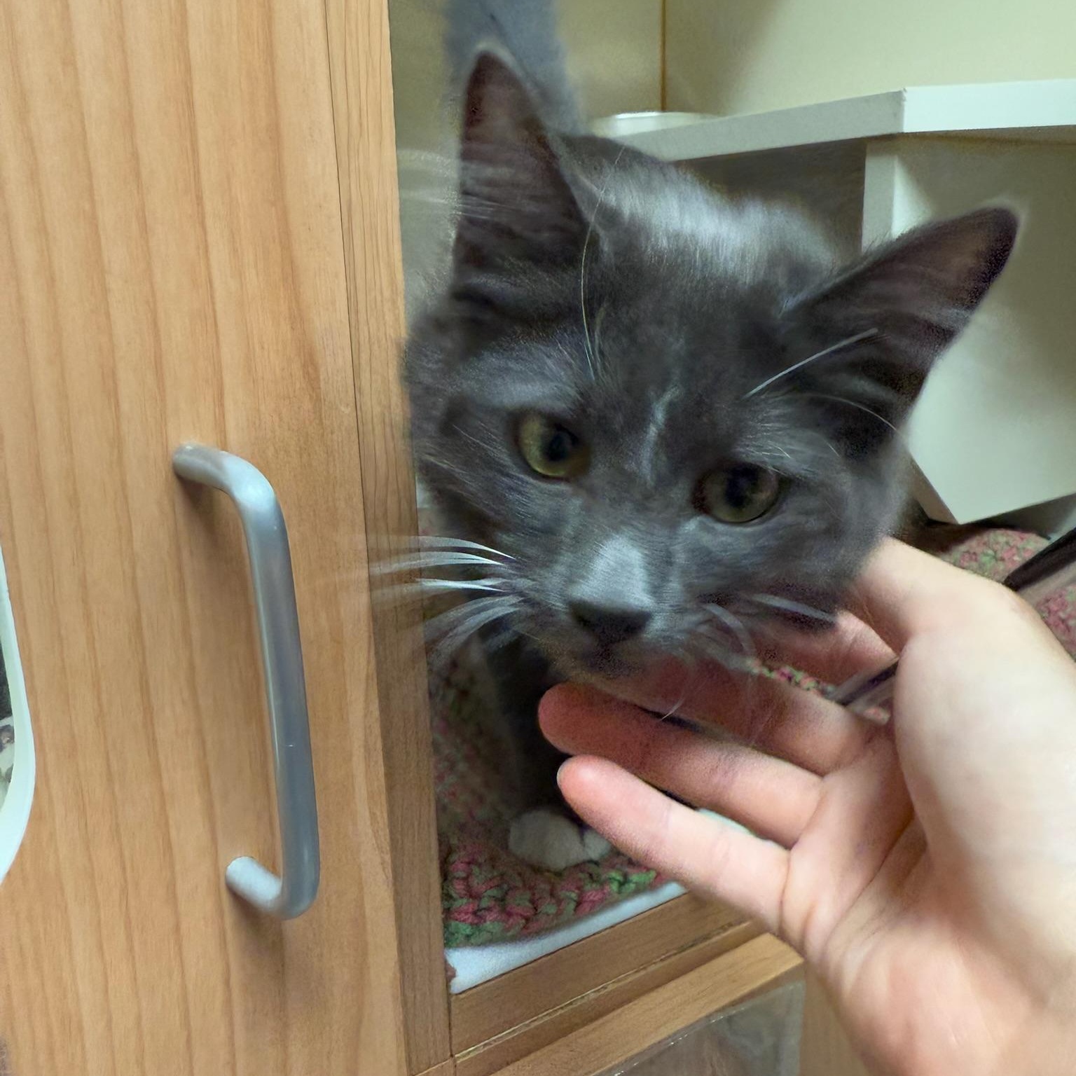 Enlarge Finney, an adopted Domestic Medium Hair in Kent, WA image 3/4