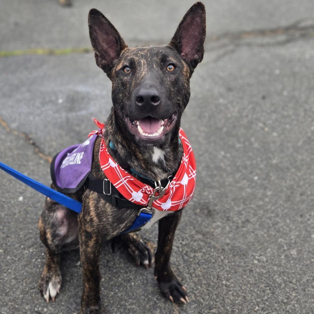 Mouse, Adoptable, Young Male Mixed Breed.