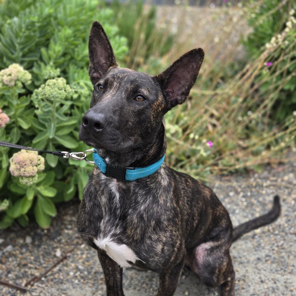 Mouse, a Adoptable Mixed Breed in Sonoma, CA image 2/6
