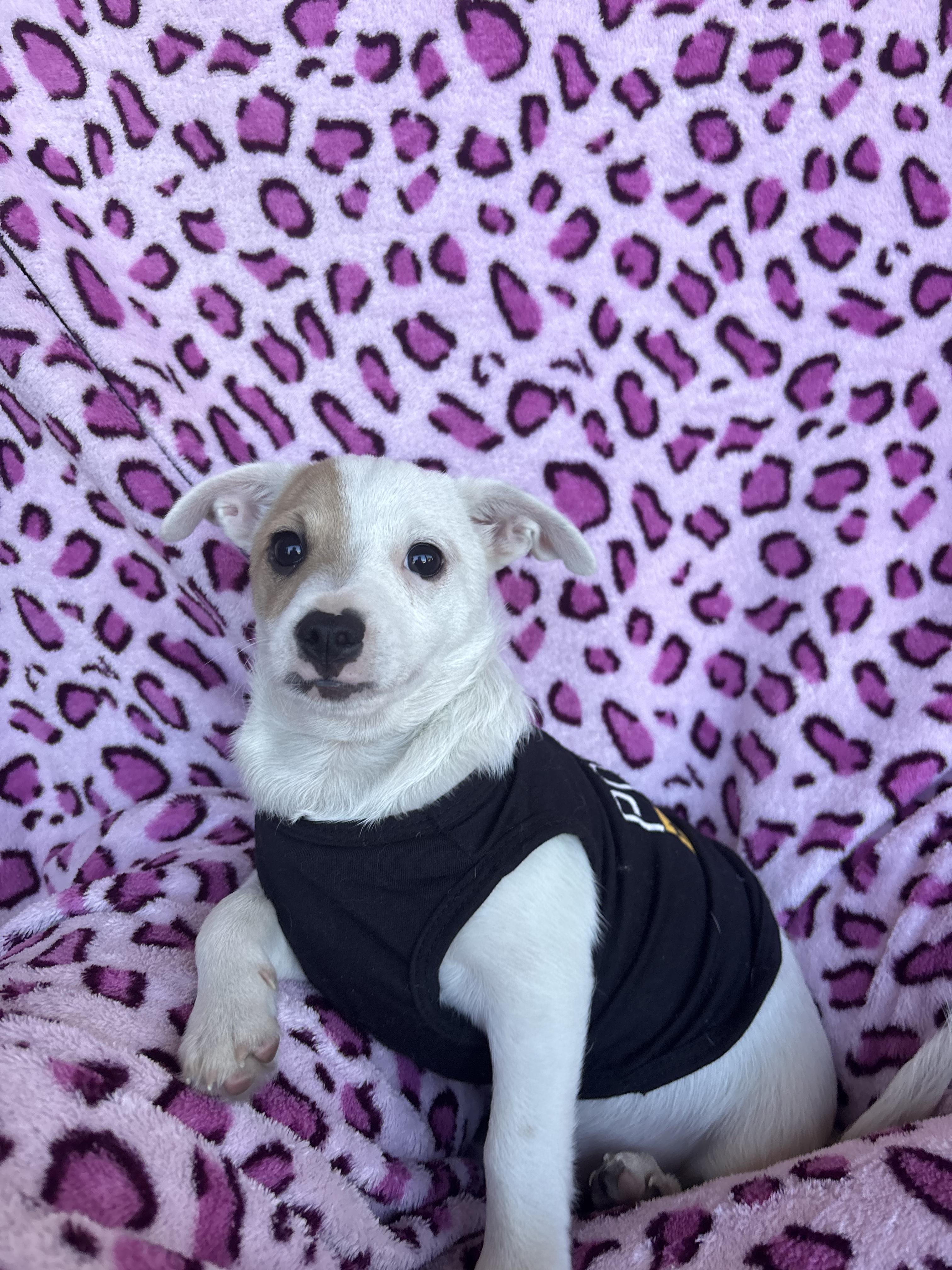 Spartacus, a Adoptable mixed breed in San Jose, CA image 1/3