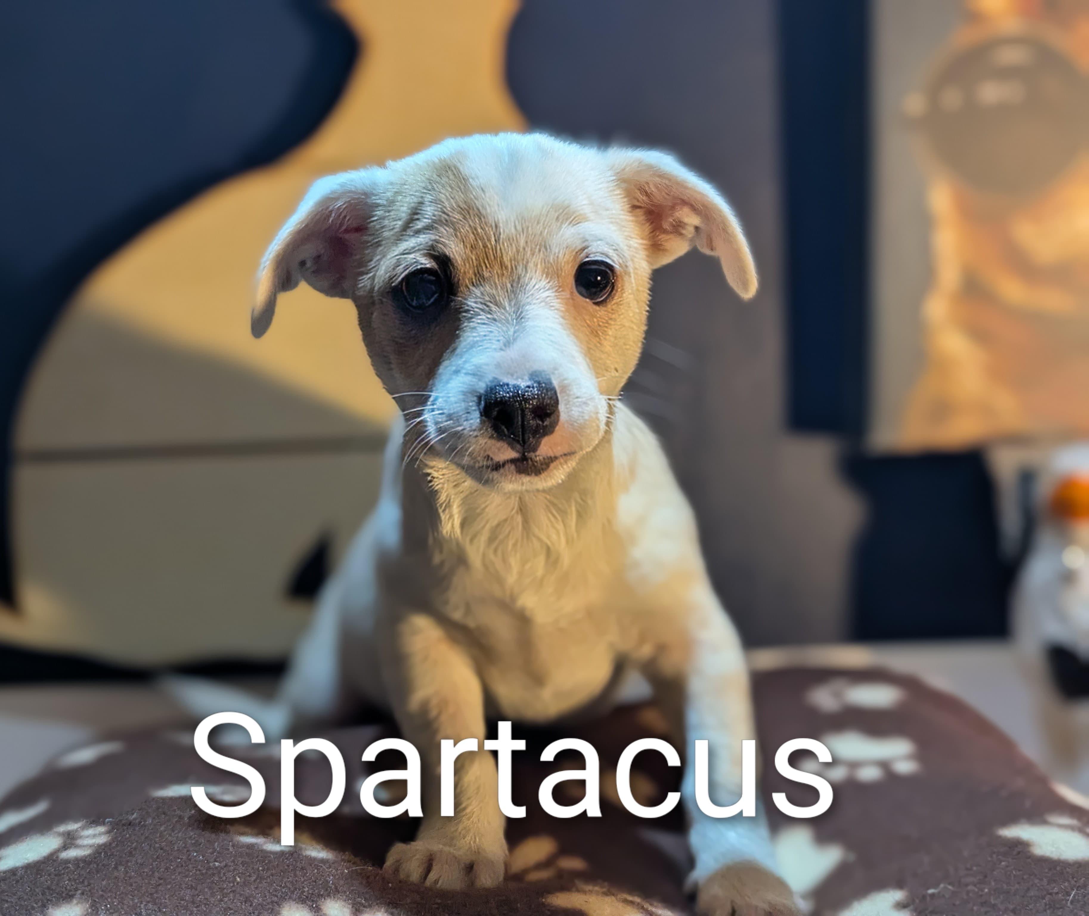 Spartacus, Adoptable, Puppy Male Chihuahua.