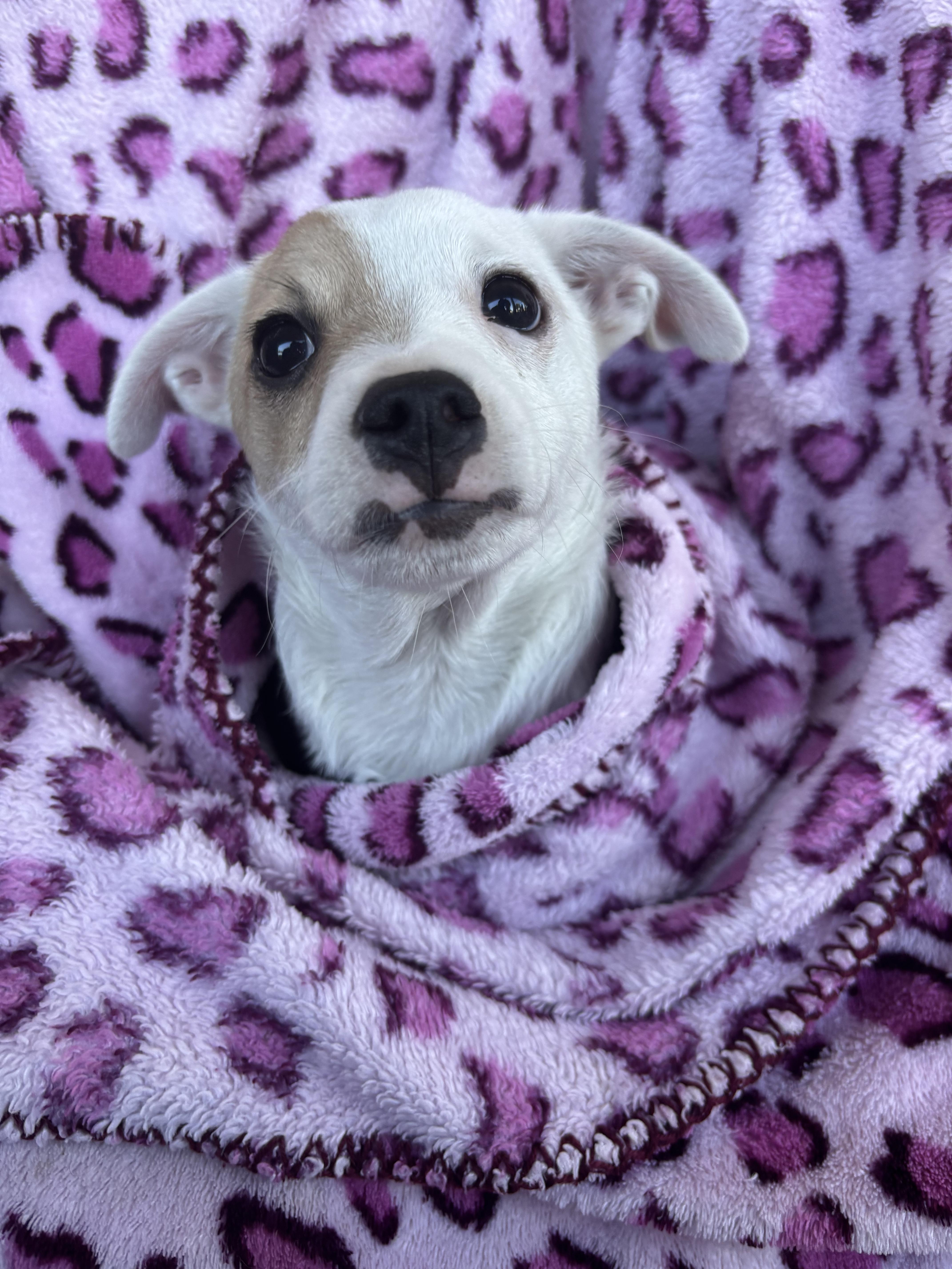 Spartacus, Adoptable, Puppy Male Chihuahua.