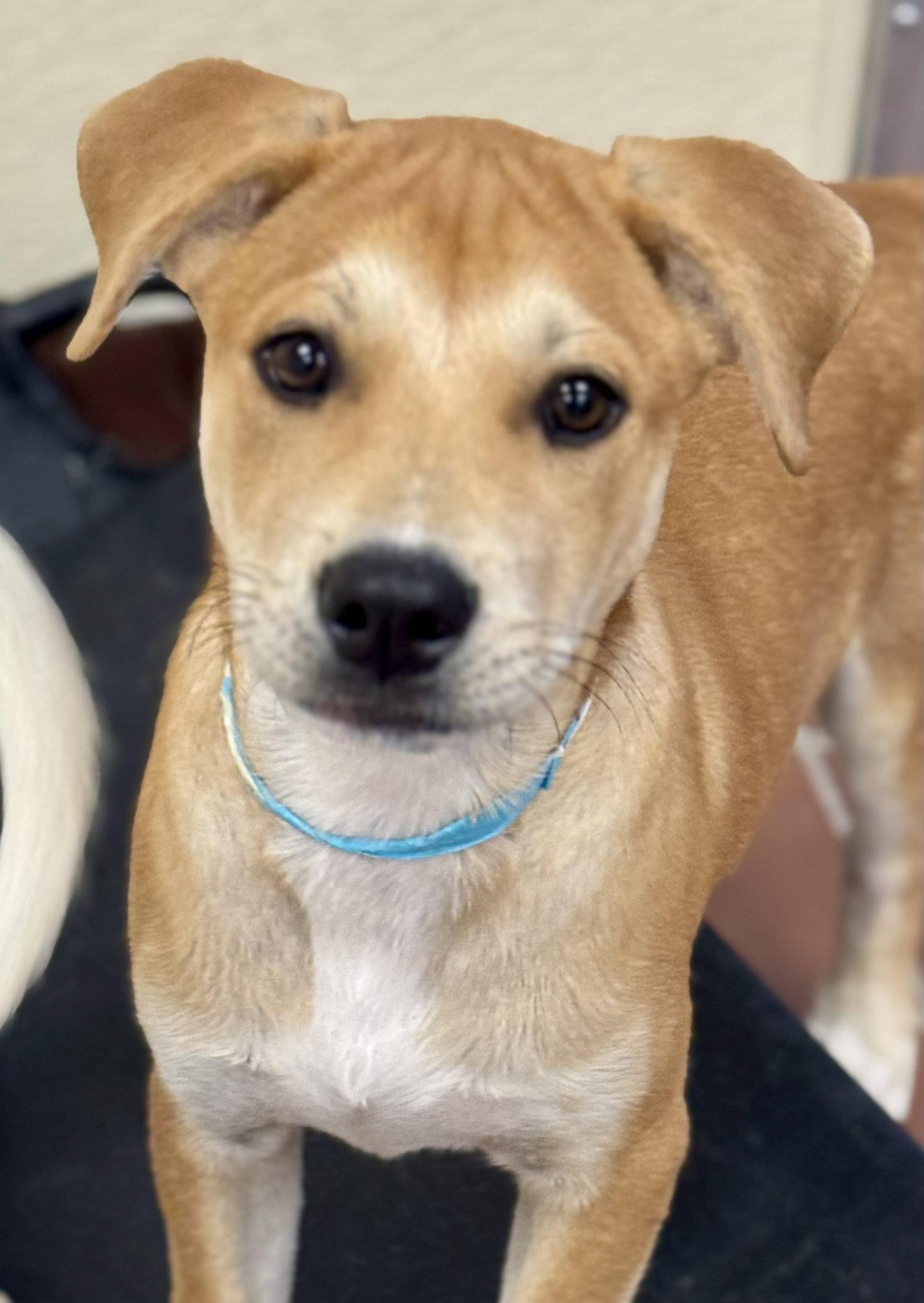 Enlarge Jake, a Adopted Labrador Retriever in Lake Hopatcong, NJ image 3/3