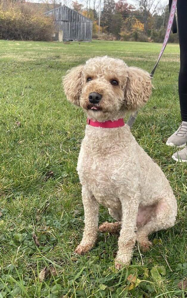 Waffles, Adoptable, Adult Male Poodle.