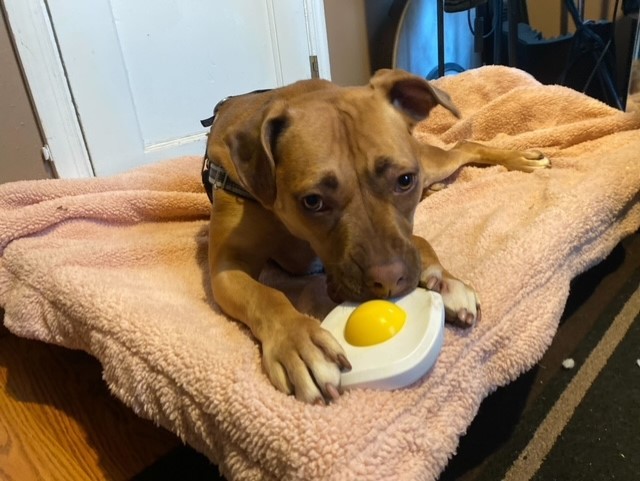 Bonnie **Foster Home/Sponsored Adoption Fee** 2