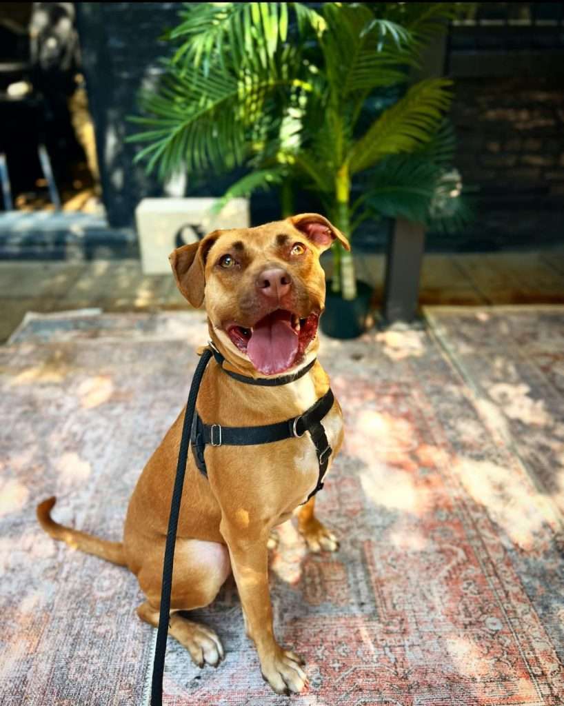Bonnie **Foster Home/Sponsored Adoption Fee**