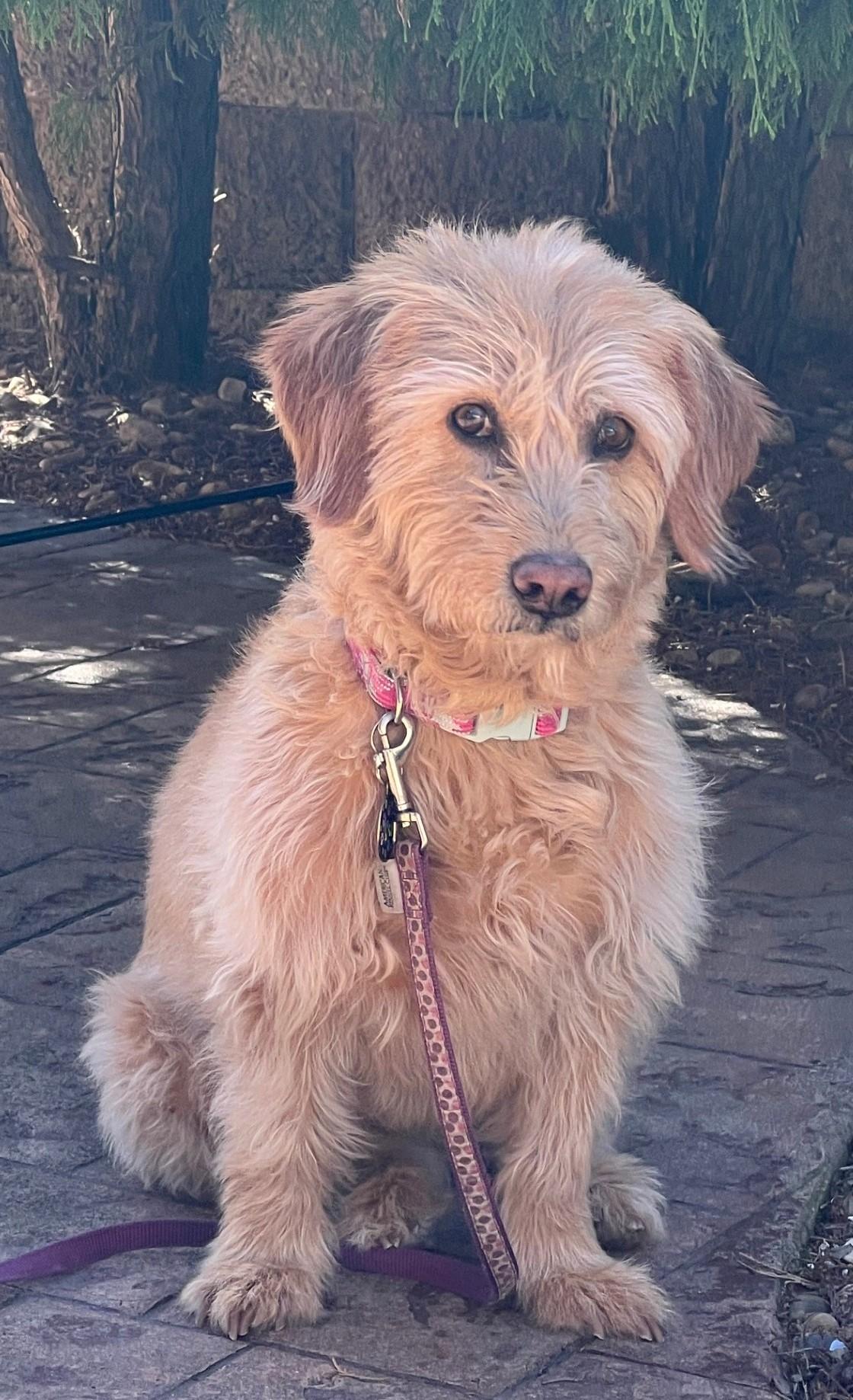 Molly, Adoptable, Senior Female Labradoodle.