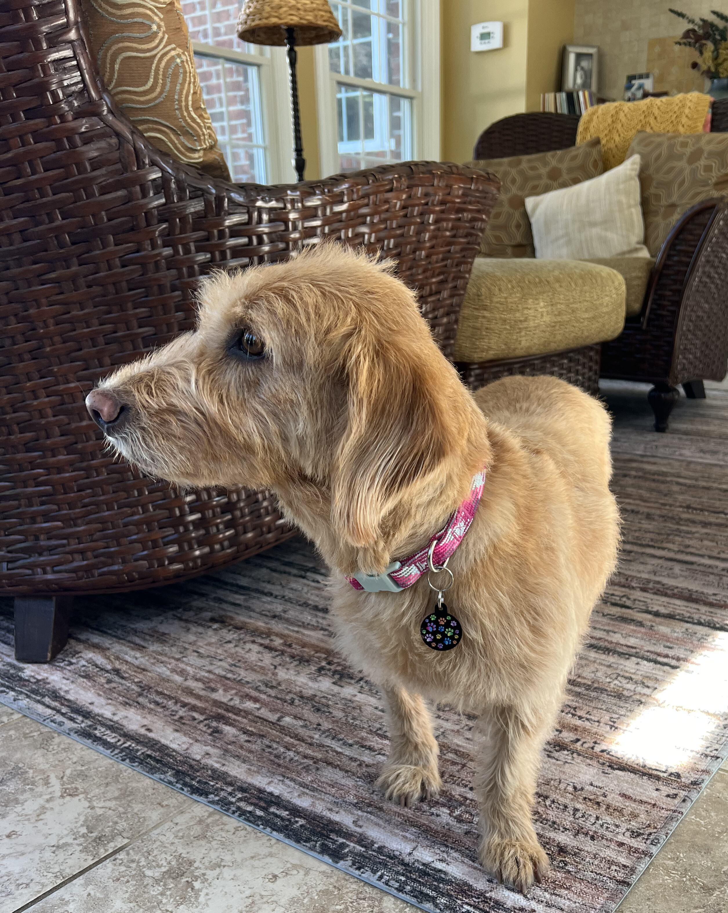 Enlarge Molly, a Adoptable mixed breed in Falls Church, VA image 6/6