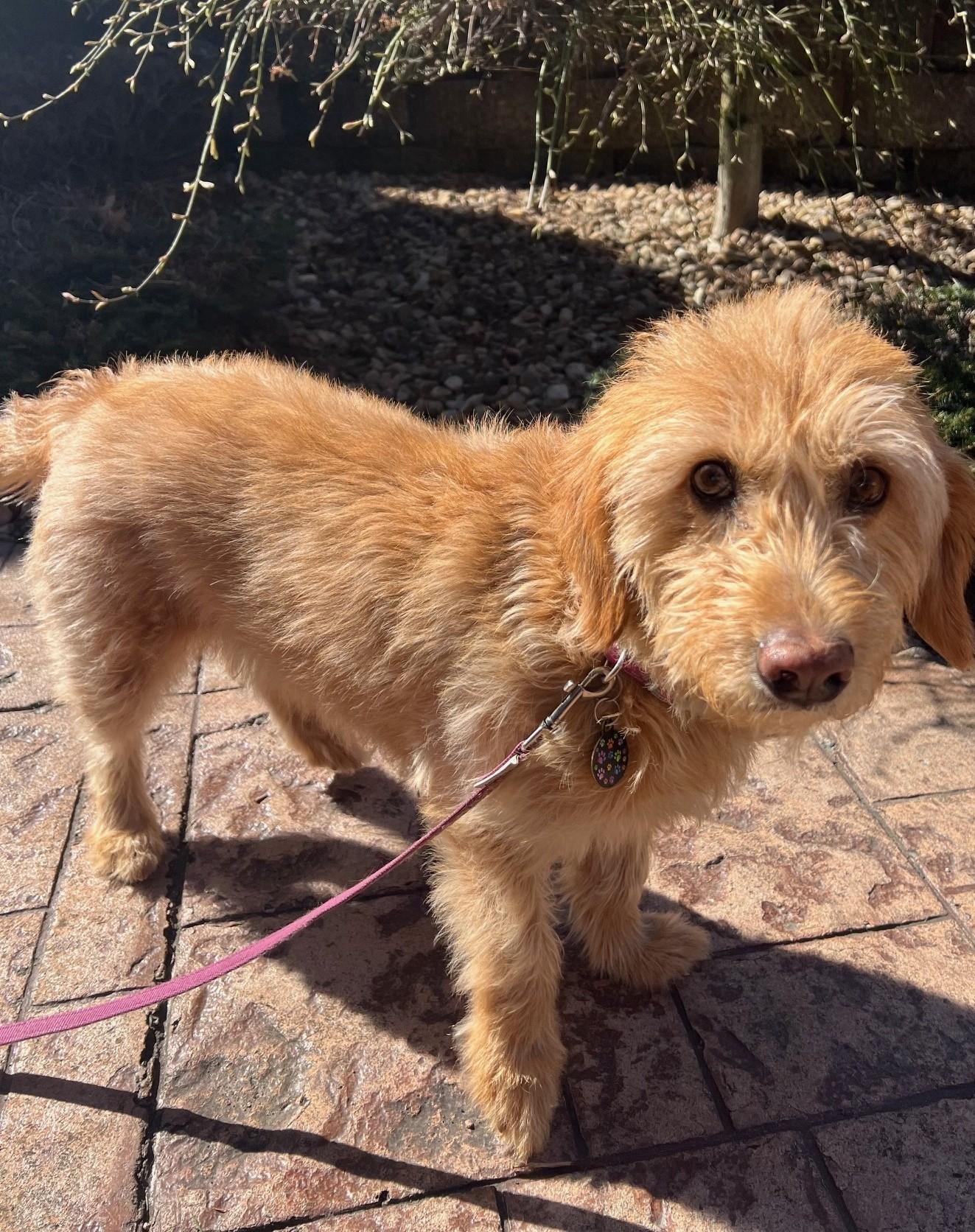 Enlarge Molly, a Adoptable mixed breed in Falls Church, VA image 2/6