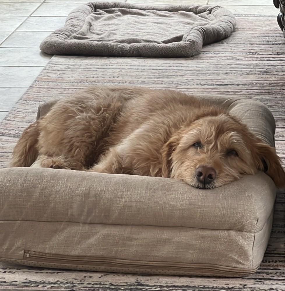 Enlarge Molly, a Adoptable mixed breed in Falls Church, VA image 3/6