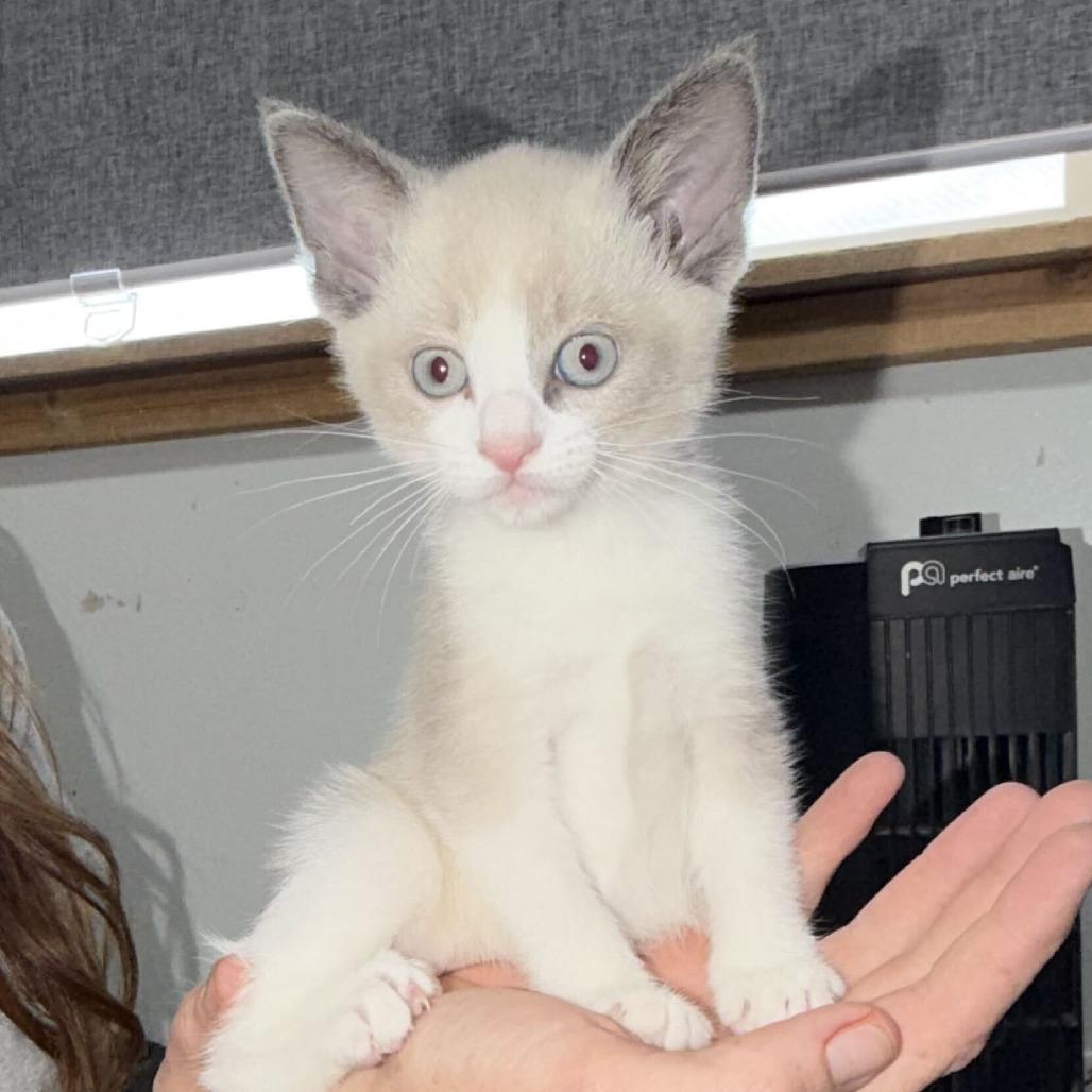 Enlarge Aphrodite, a Adoptable Domestic Short Hair in Driggs, ID image 1/1