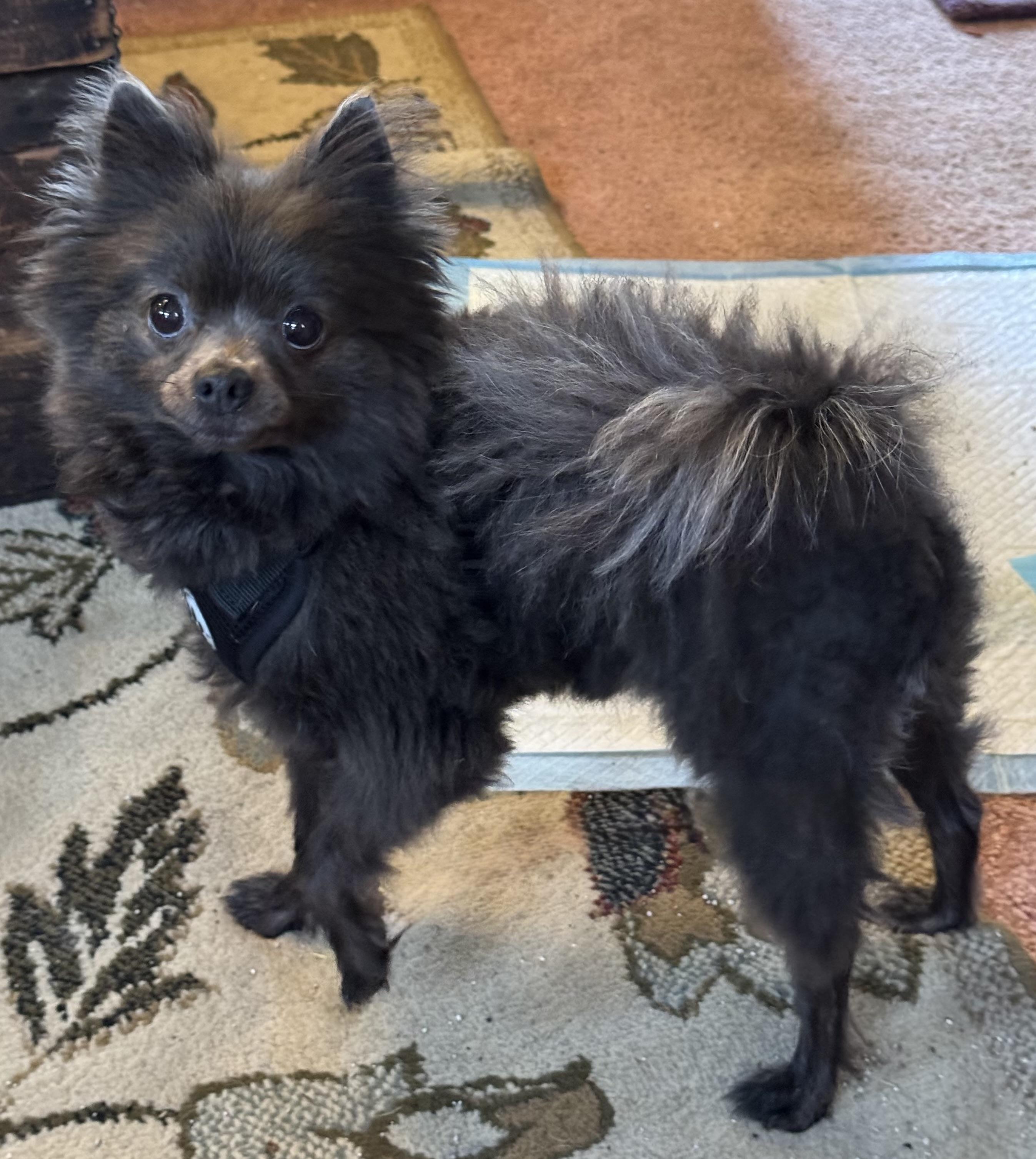 Smokey, an adopted Pomeranian in Export, PA image 4/6