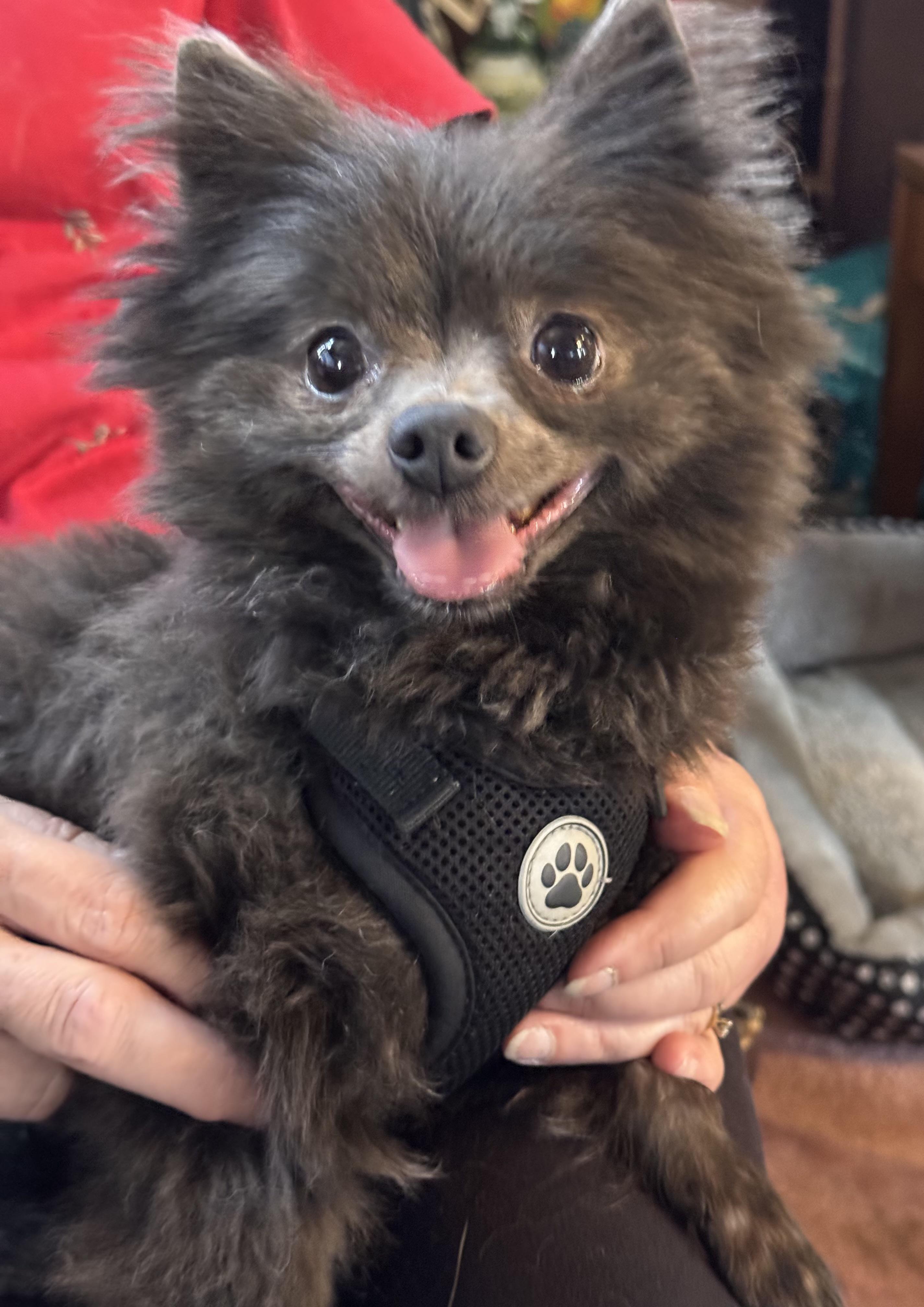 Smokey, an adopted Pomeranian in Export, PA image 6/6