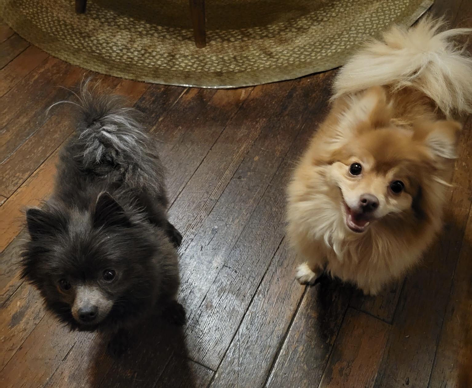 Enlarge Smokey, a ADOPTABLE Pomeranian in Export, PA image 3/3