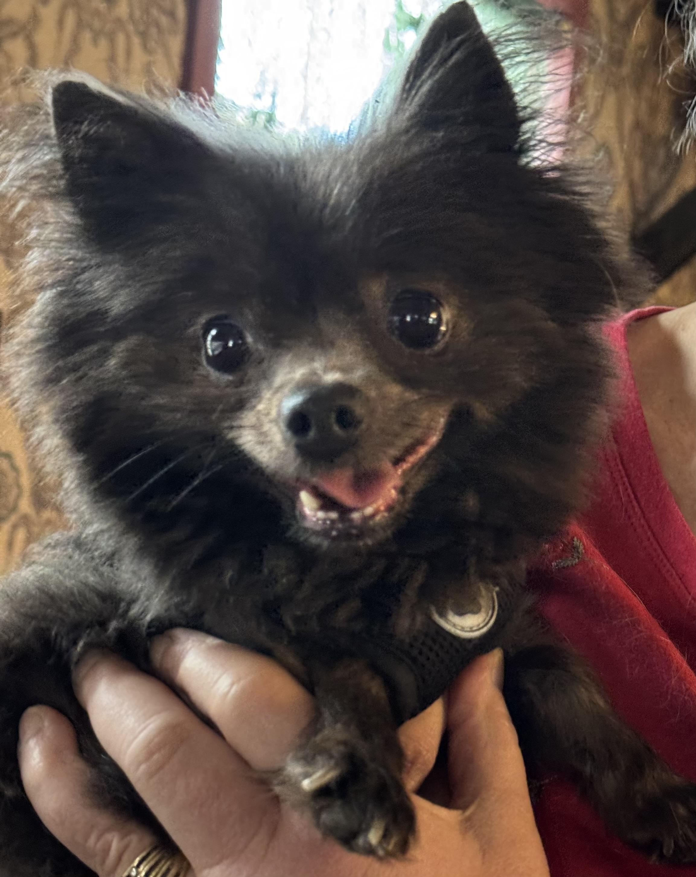 Smokey, an adopted Pomeranian in Export, PA image 5/6