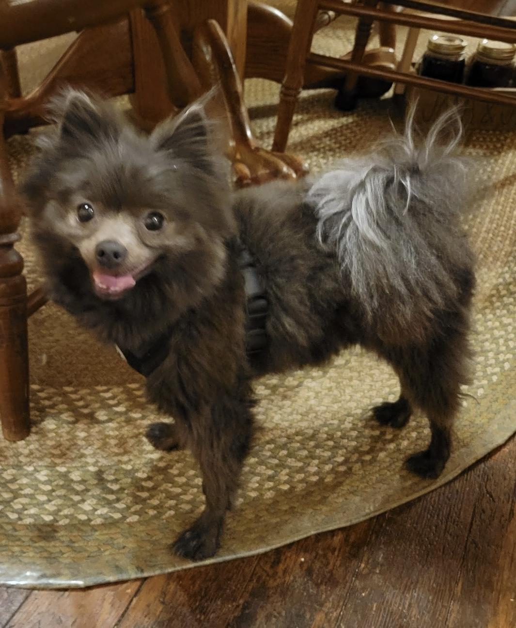 Smokey, ADOPTABLE, Adult Male Pomeranian.