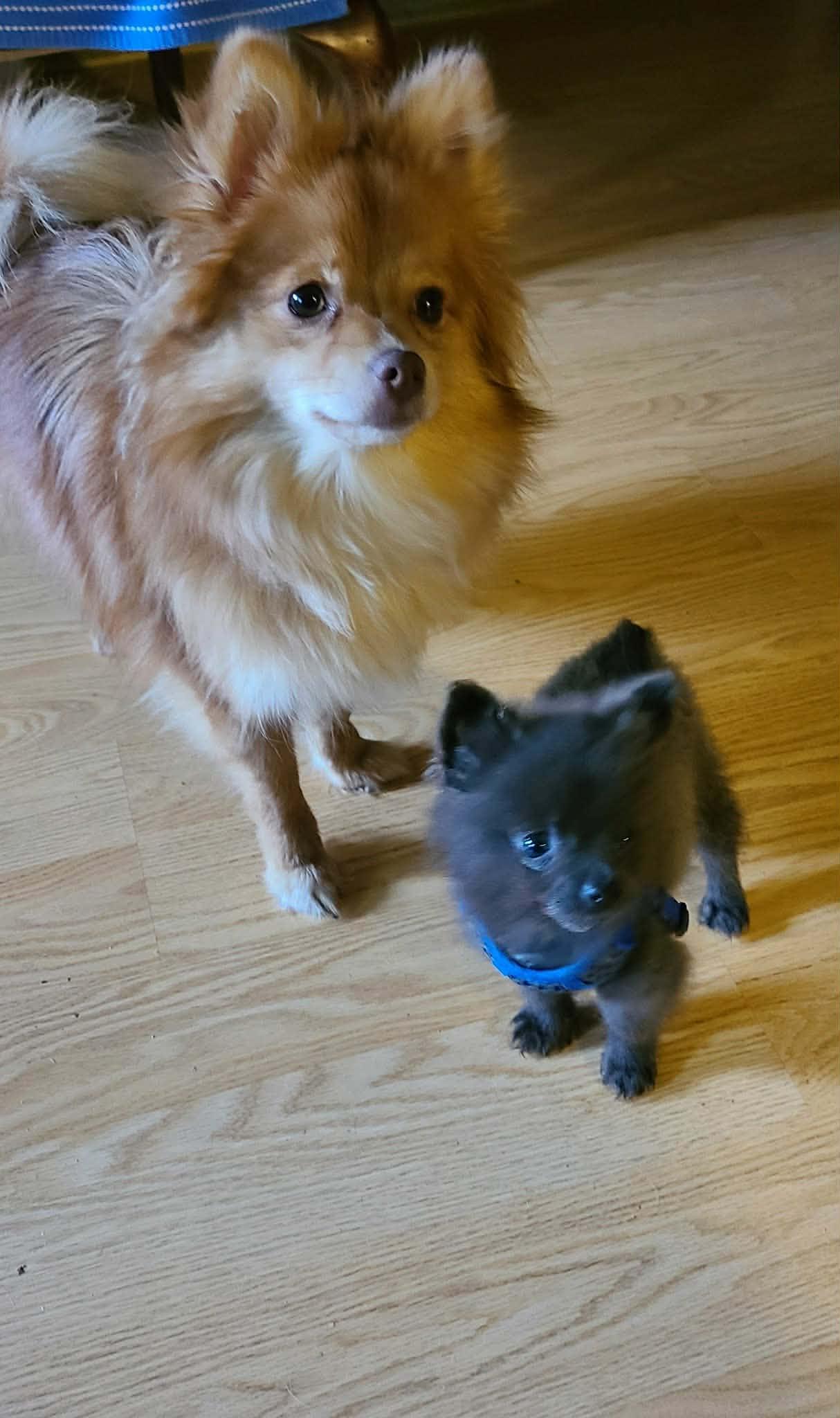 Enlarge Smokey, a ADOPTABLE Pomeranian in Export, PA image 2/3