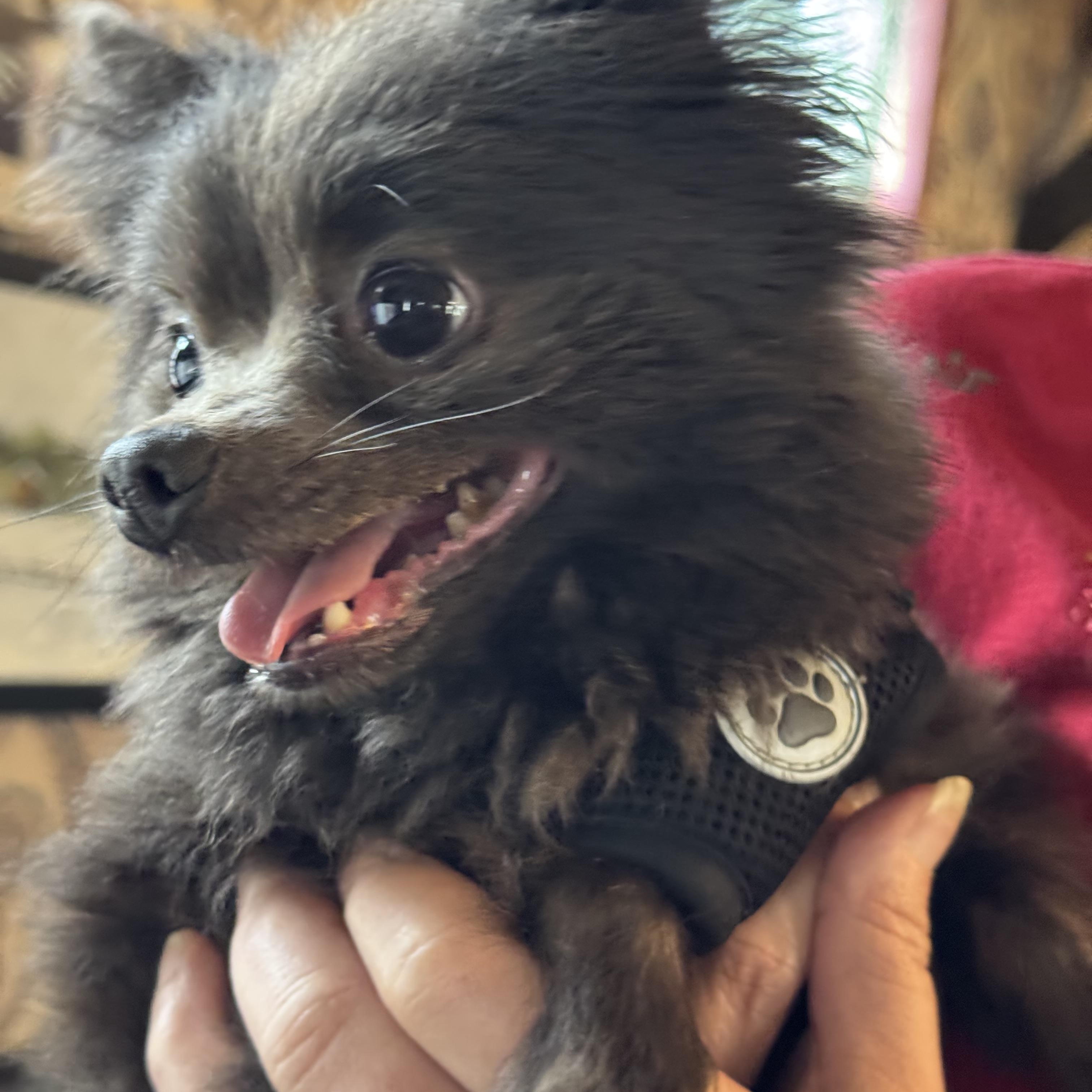 Smokey, an adopted Pomeranian in Export, PA image 2/6