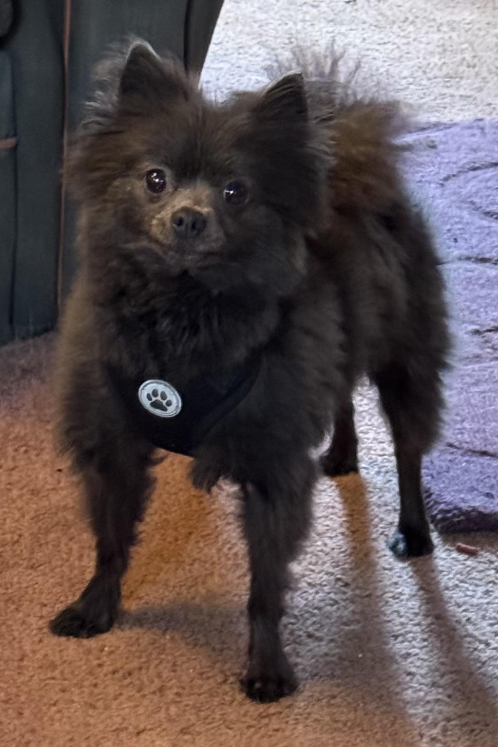 Smokey, an adopted Pomeranian in Export, PA image 3/6