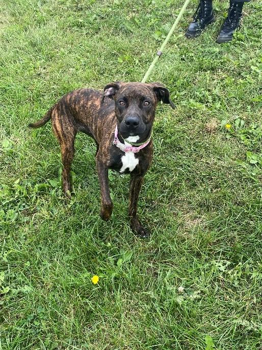 Piper, Adoptable, Young Female Pit Bull Terrier.