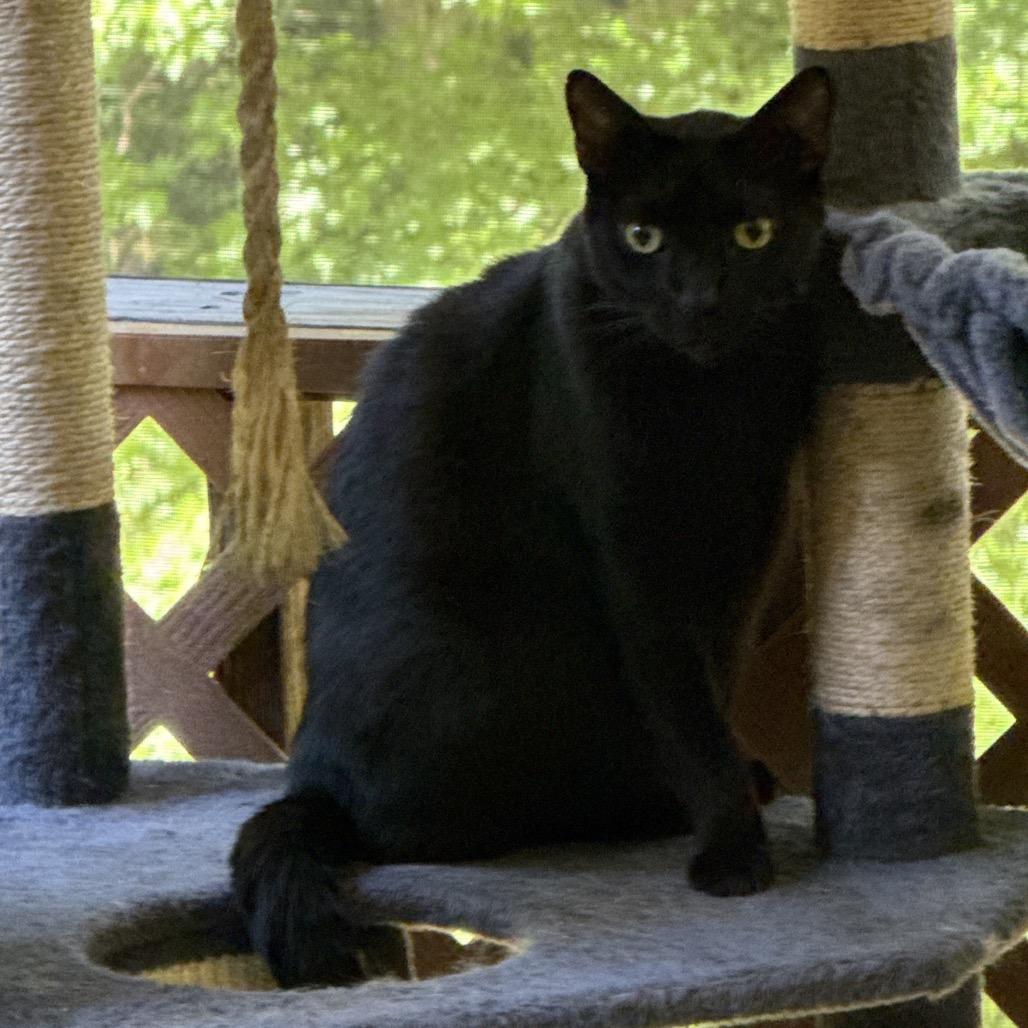 Zipper, Adoptable, Senior Male Domestic Short Hair & Domestic Short Hair.