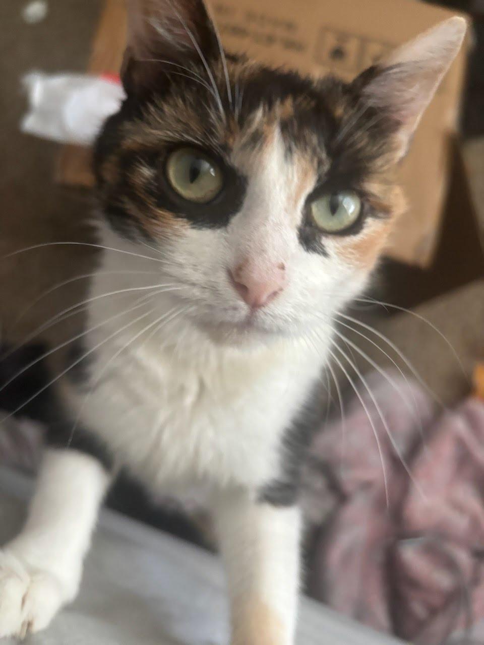 Enlarge Pearl, a Adoptable Domestic Short Hair in Richmond, KY image 1/6