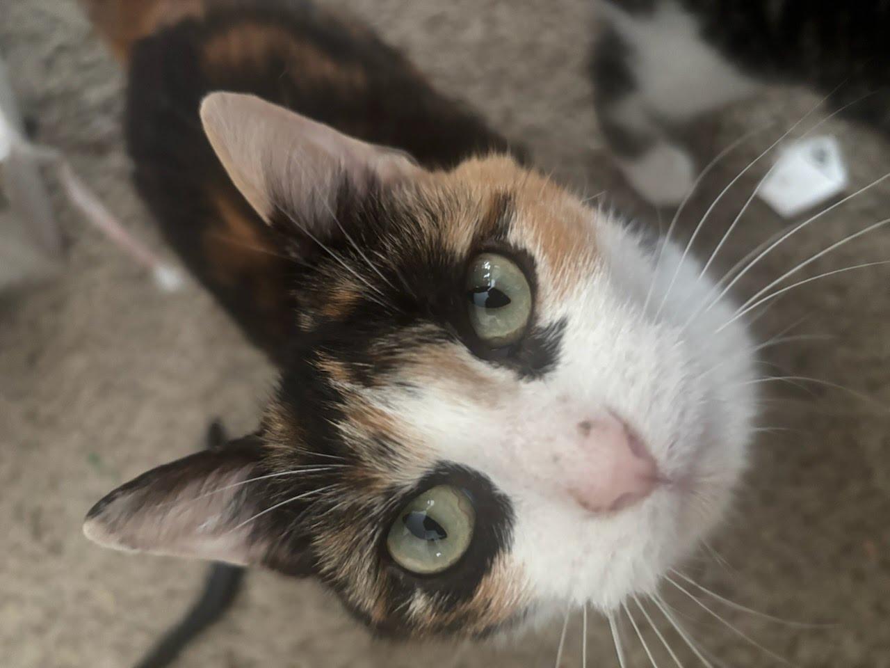 Enlarge Pearl, a Adoptable Domestic Short Hair in Richmond, KY image 6/6