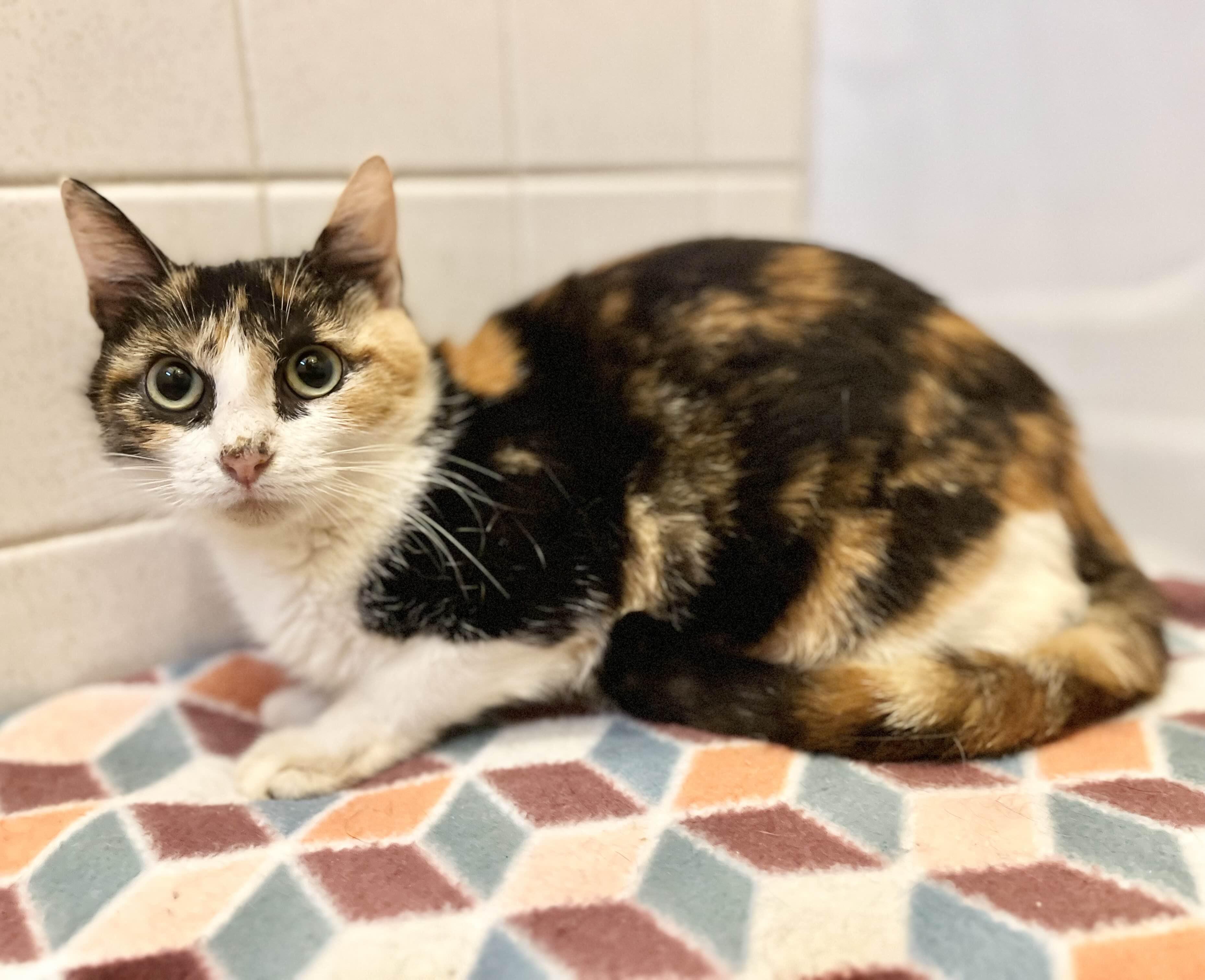 Pearl, a Adoptable Domestic Short Hair in Richmond, KY image 1/3