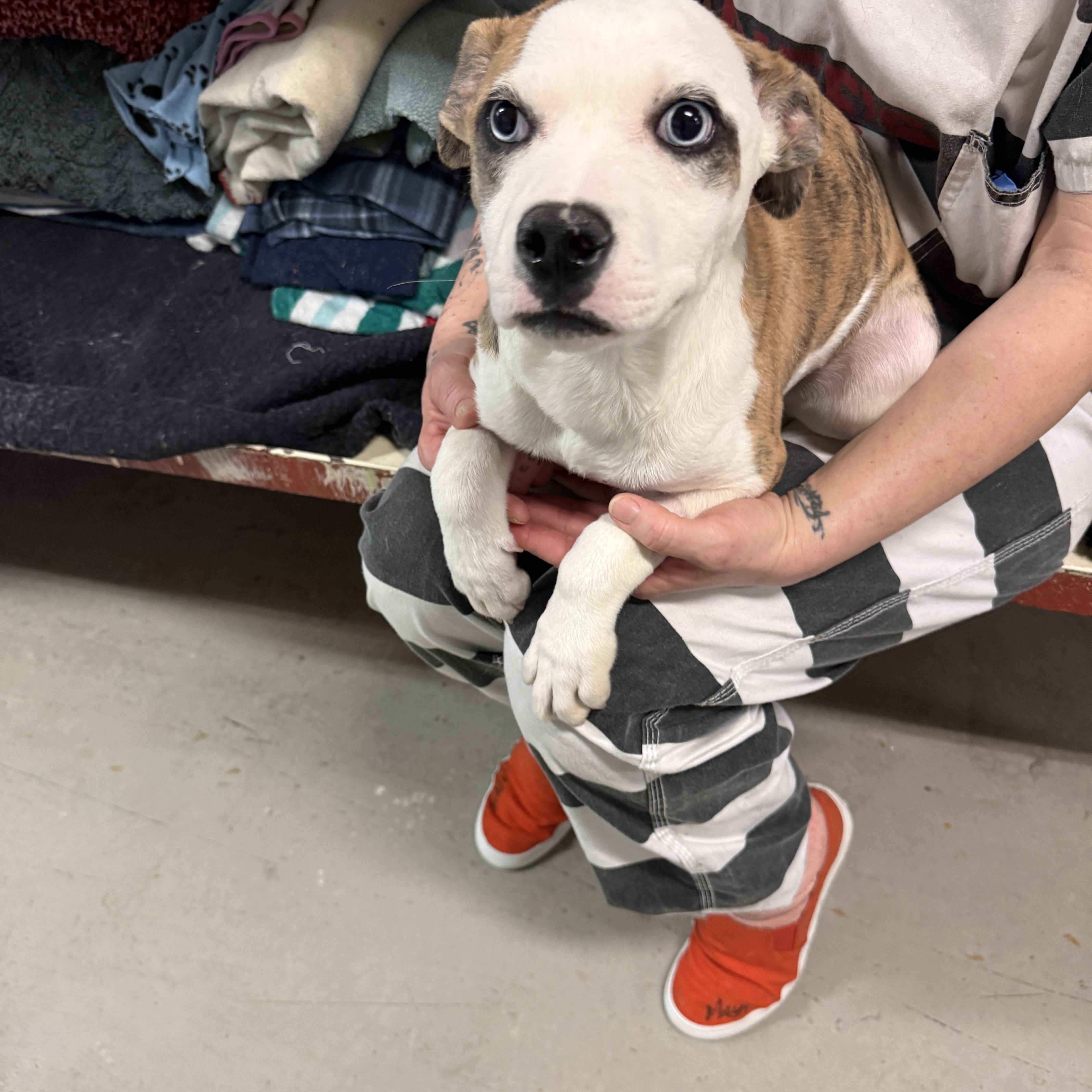 Enlarge Mae 4375D, an adopted mixed breed in Phoenix, AZ image 2/3