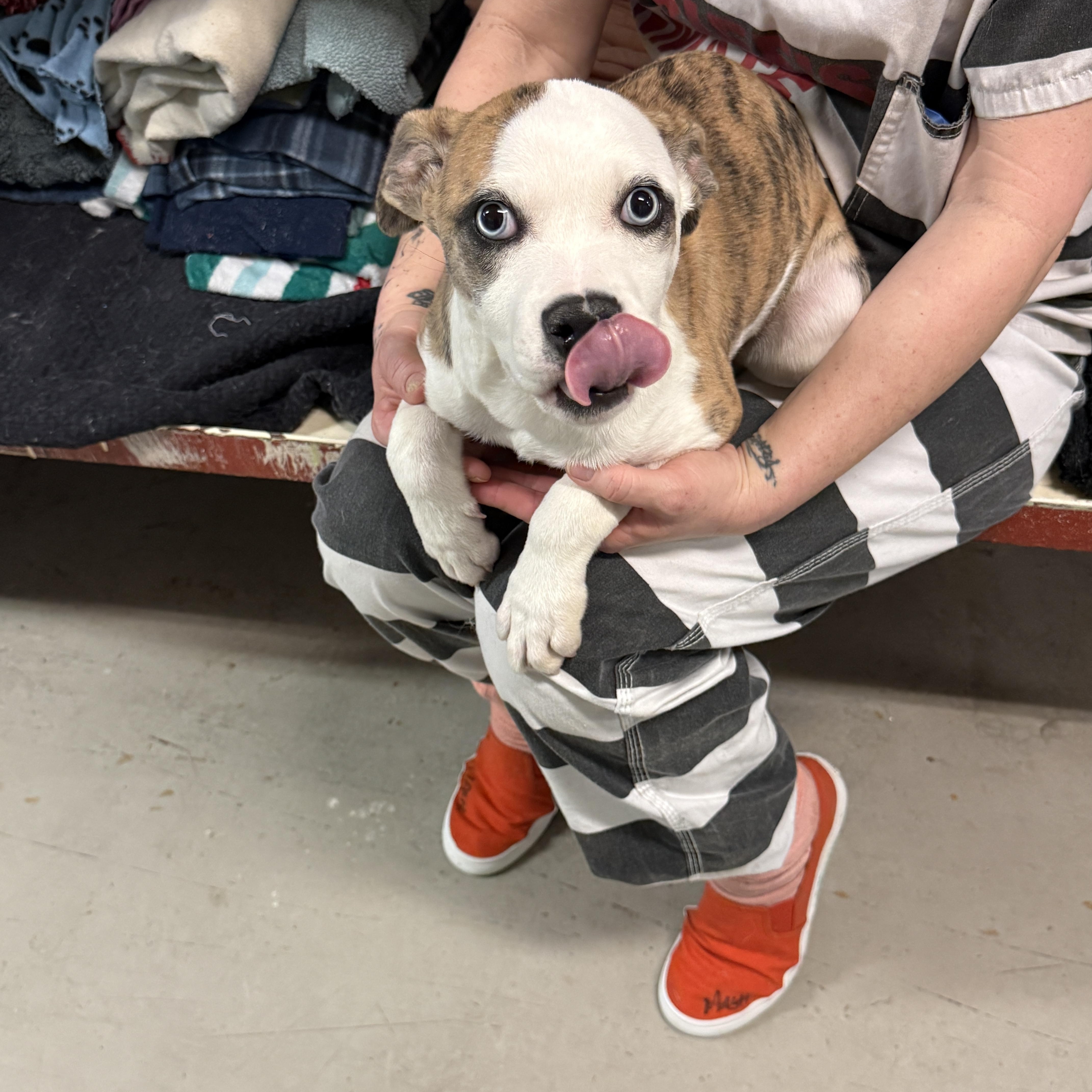 Enlarge Mae 4375D, an adopted mixed breed in Phoenix, AZ image 1/3
