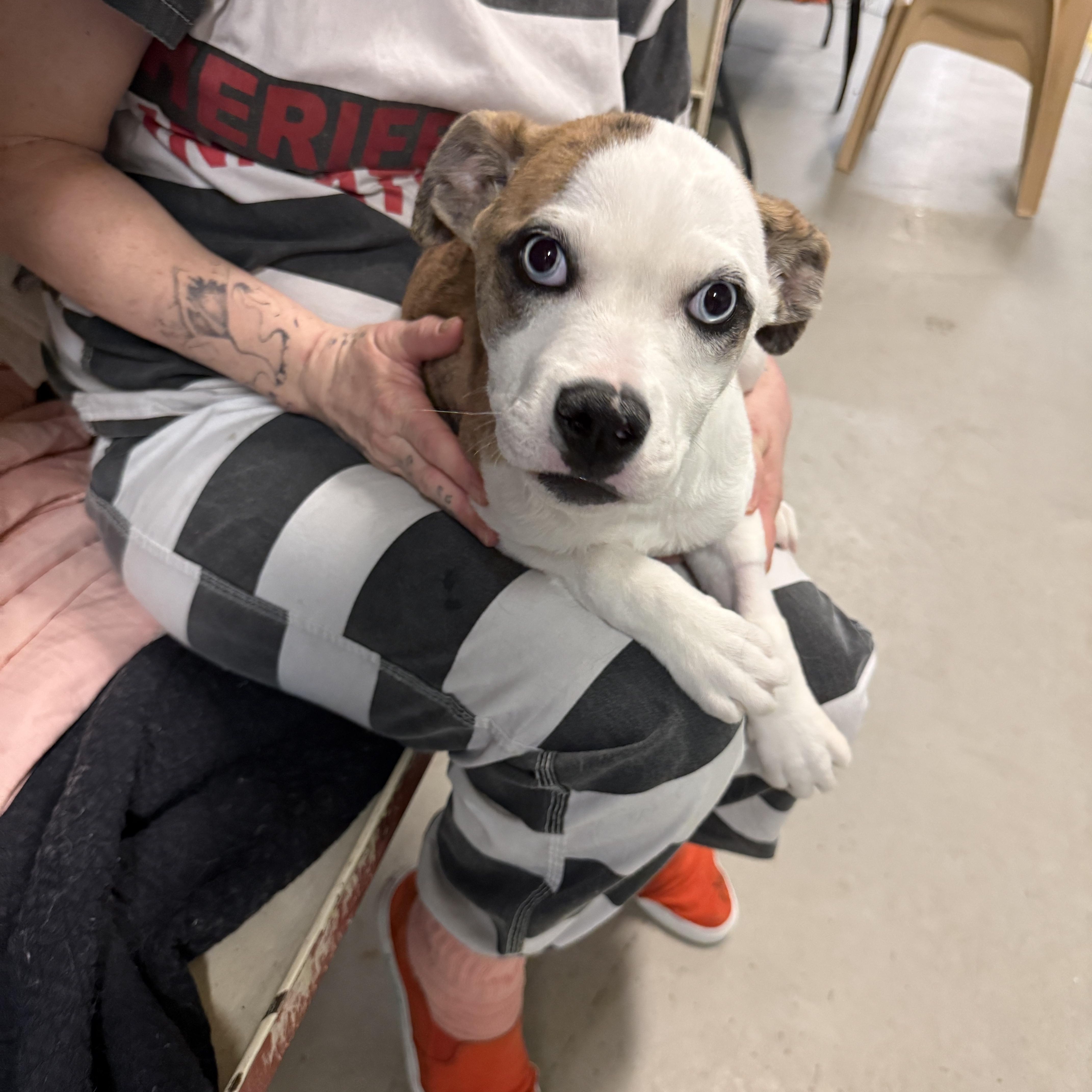 Enlarge Mae 4375D, an adopted mixed breed in Phoenix, AZ image 3/3