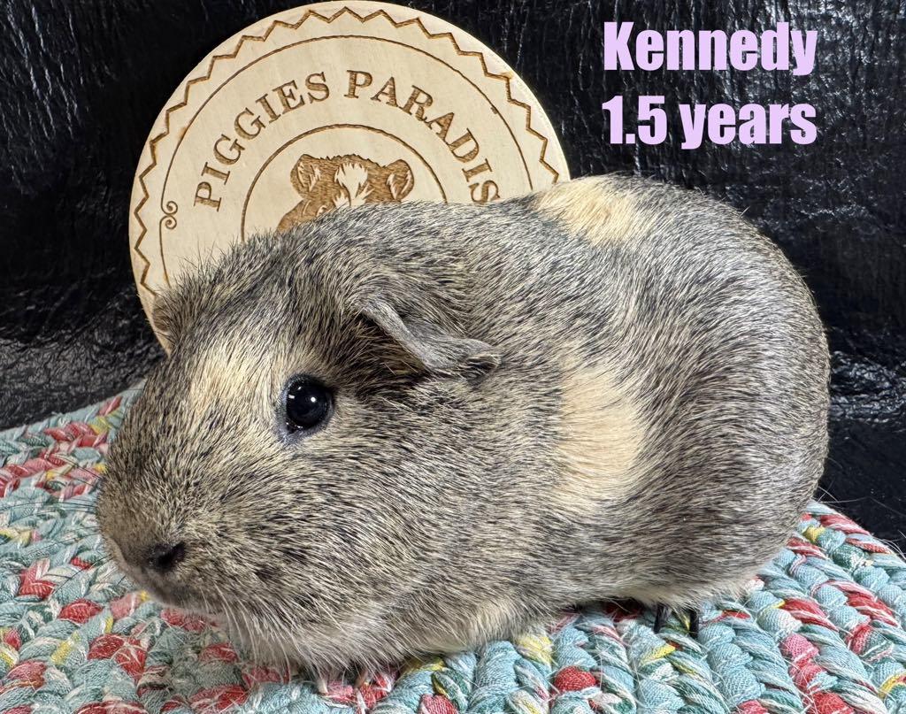 Kennedy, Adopted, Adult Female Short-Haired.