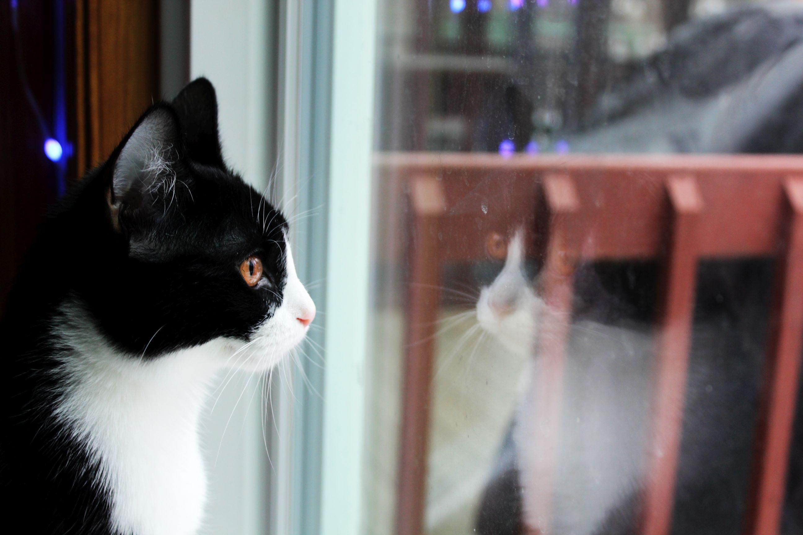 Enlarge Jasper and Bean - Bonded Brothers, an adopted Domestic Short Hair in Farmington, MN image 4/5