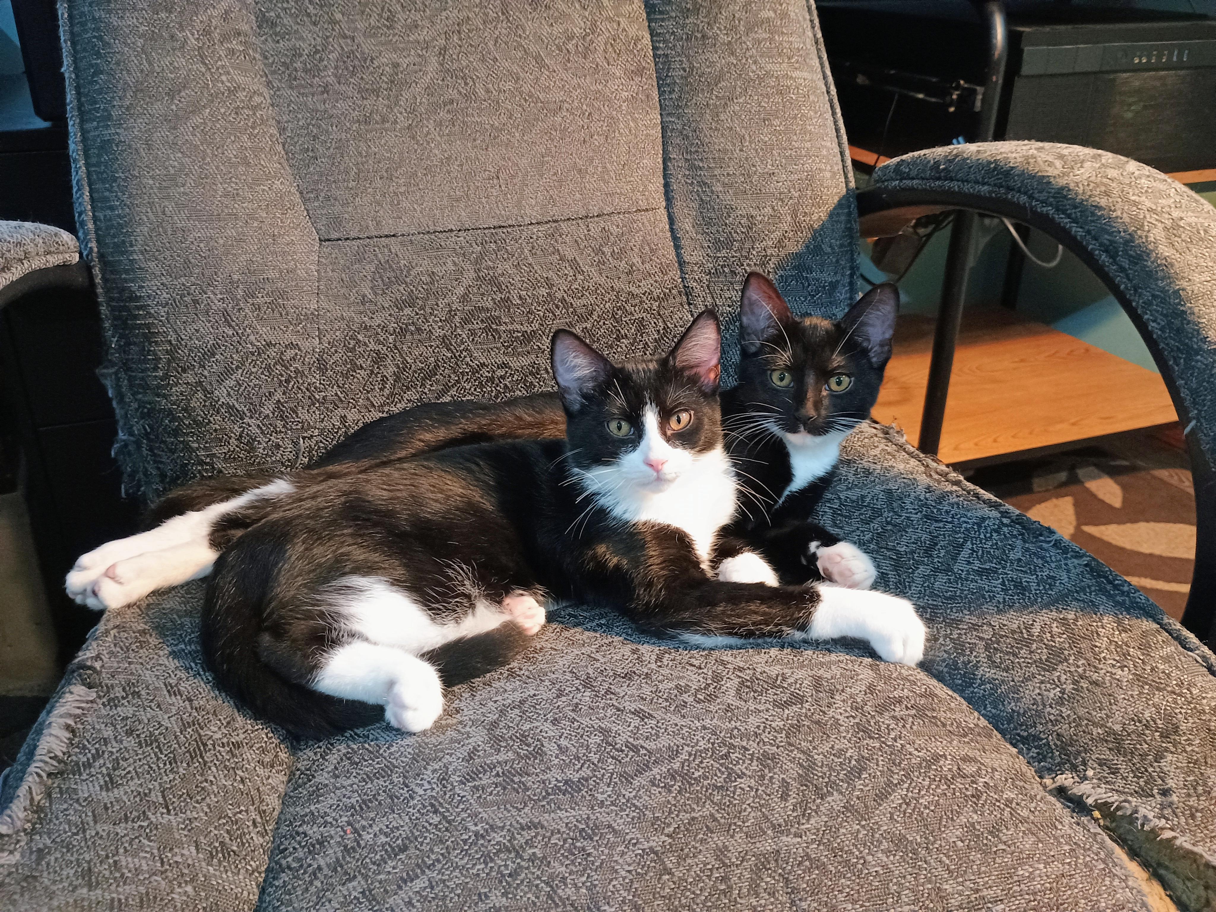 Enlarge Jasper and Bean - Bonded Brothers, an adopted Domestic Short Hair in Farmington, MN image 5/5