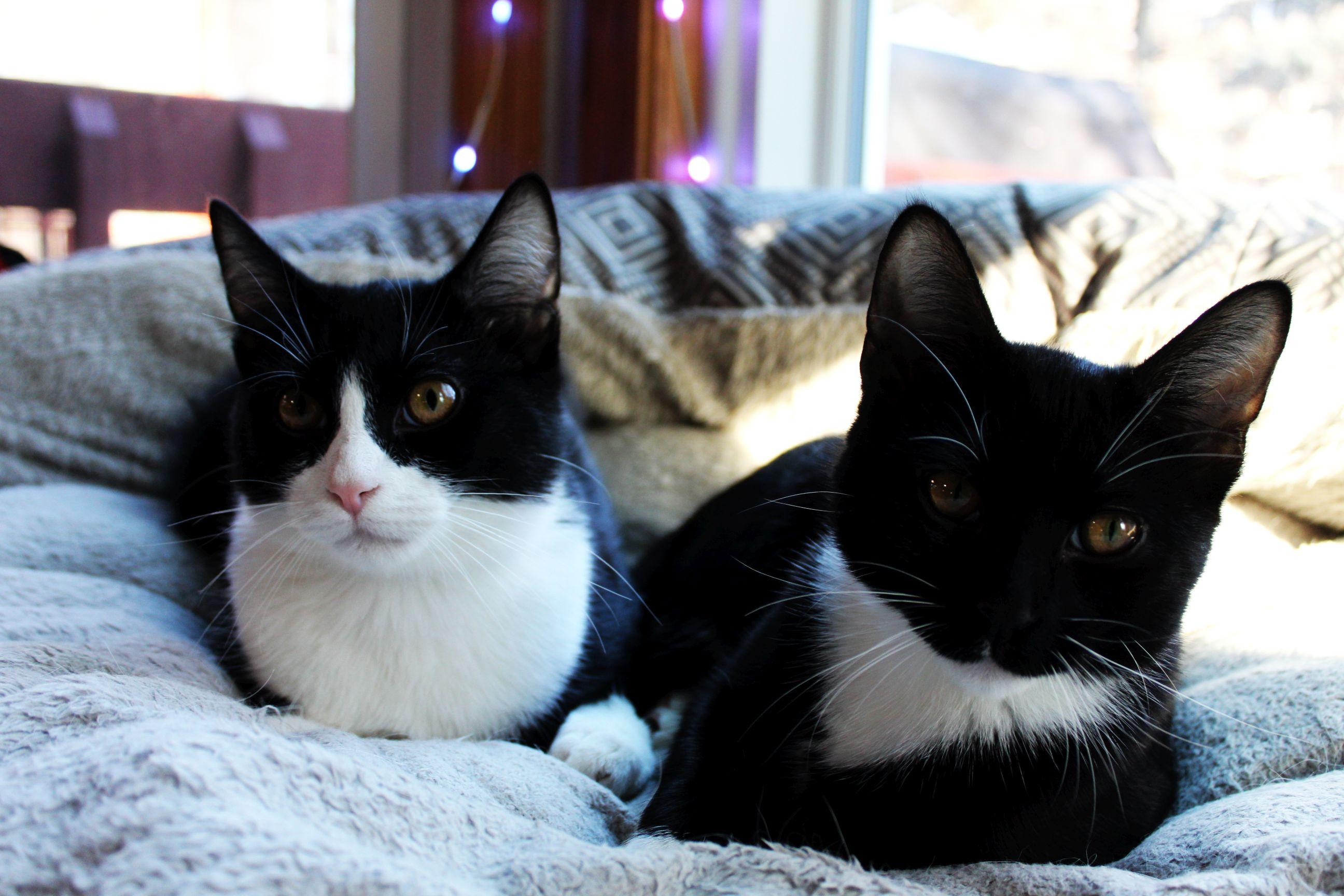 Enlarge Jasper and Bean - Bonded Brothers, an adopted Domestic Short Hair in Farmington, MN image 1/5