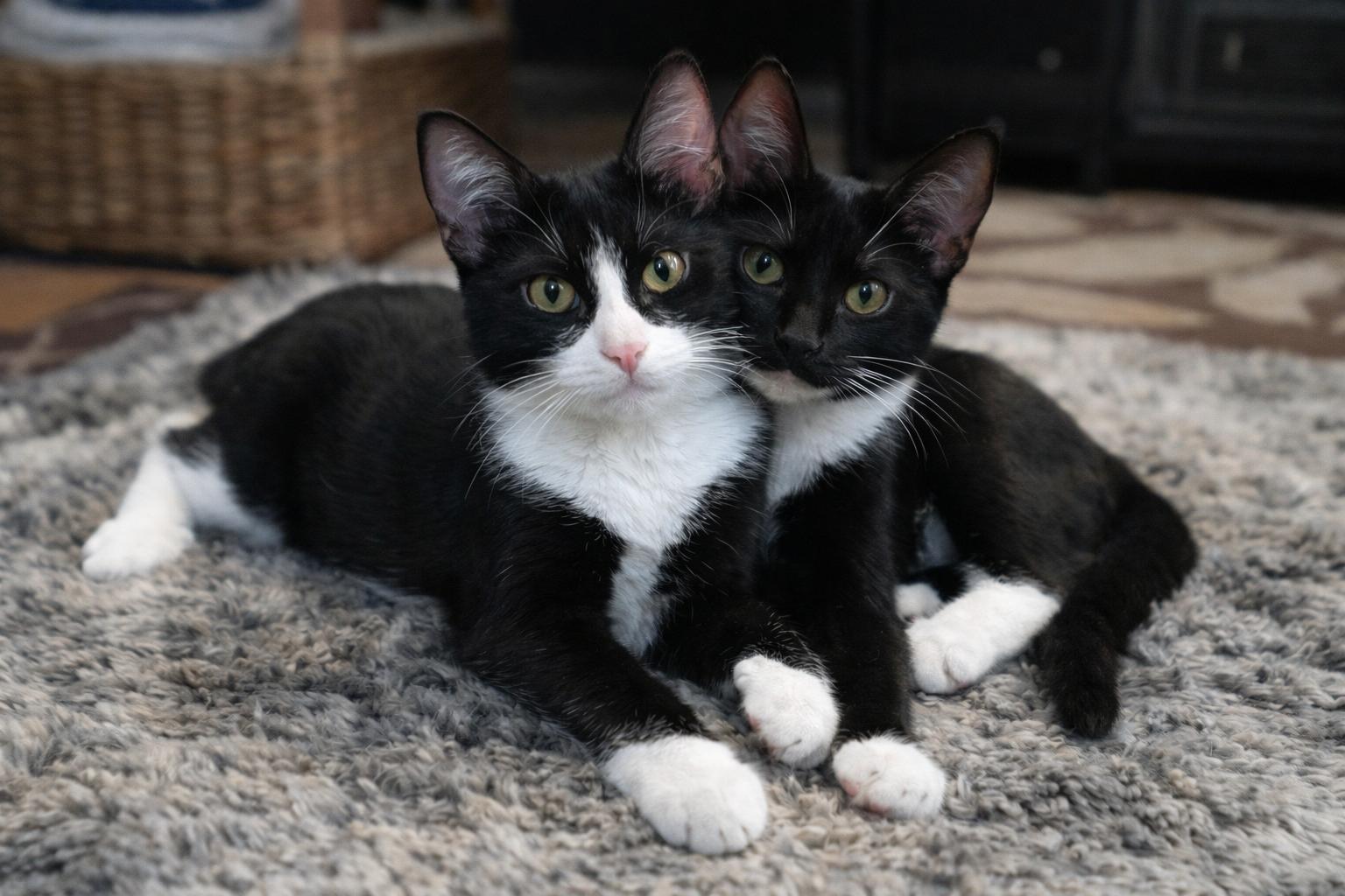 Enlarge Jasper and Bean - Bonded Brothers, an adopted Domestic Short Hair in Farmington, MN image 2/5