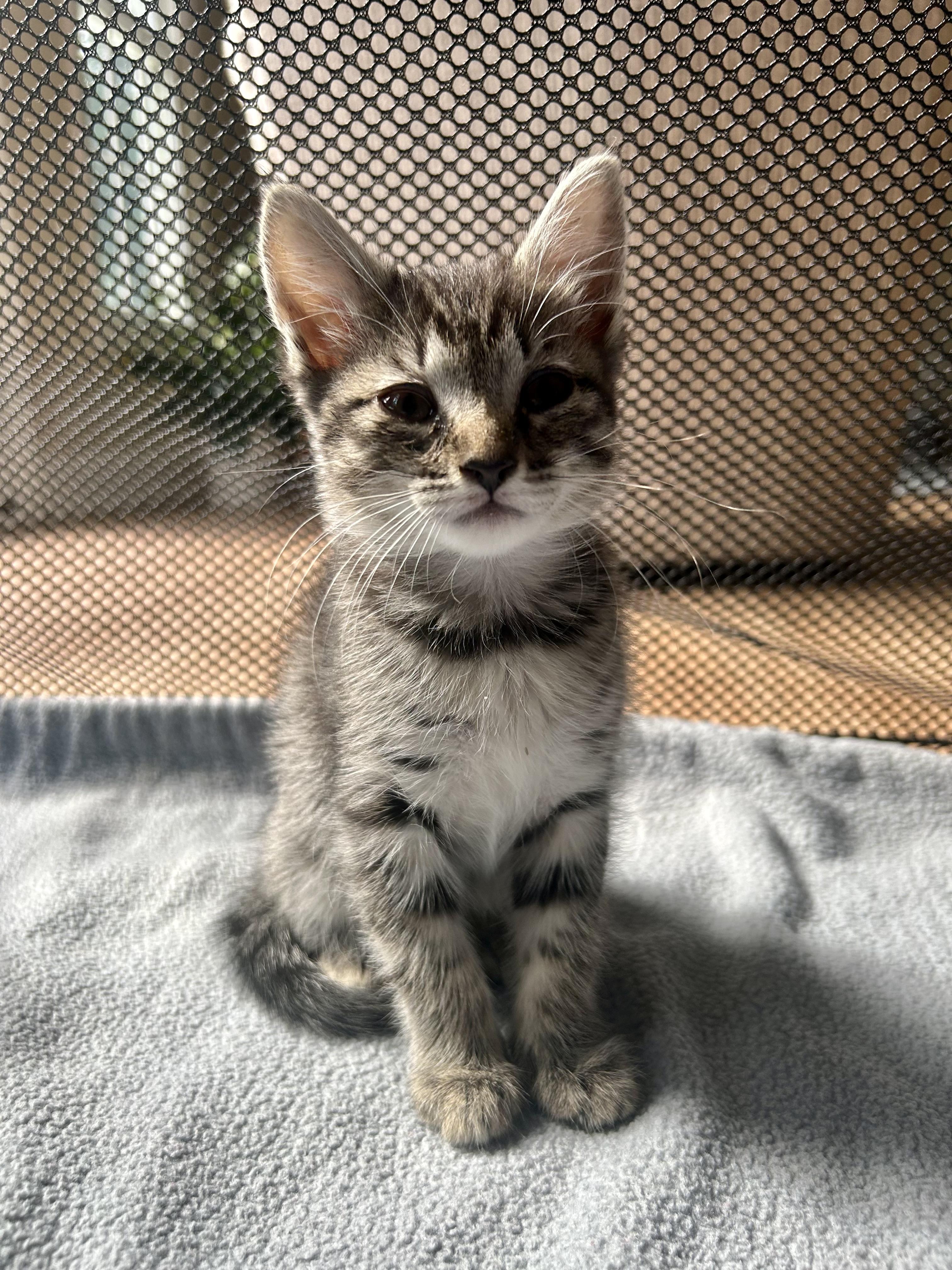 Enlarge Bunny, a ADOPTABLE Domestic Short Hair in Westfield, NJ image 4/4