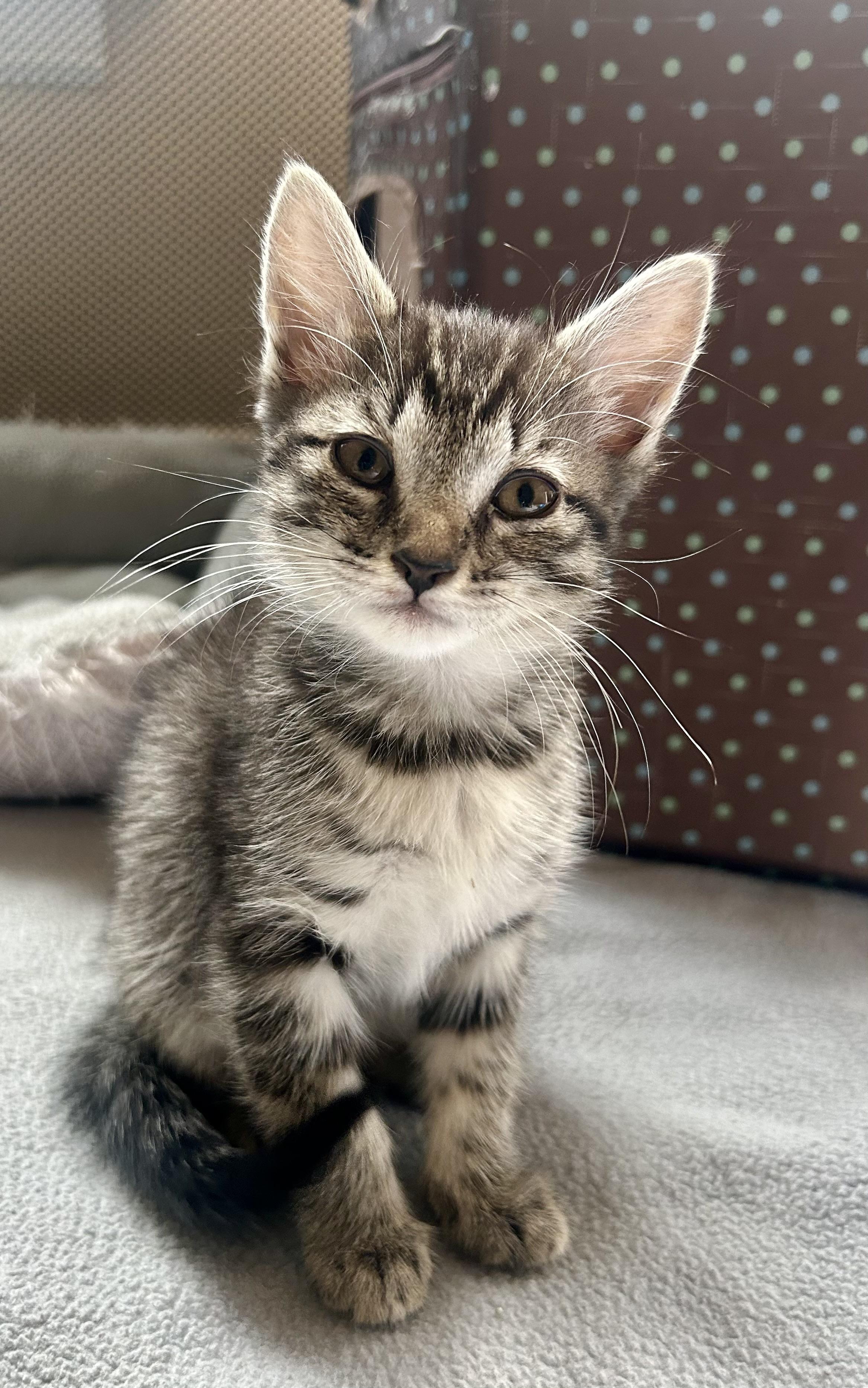 Enlarge Bunny, a ADOPTABLE Domestic Short Hair in Westfield, NJ image 2/4